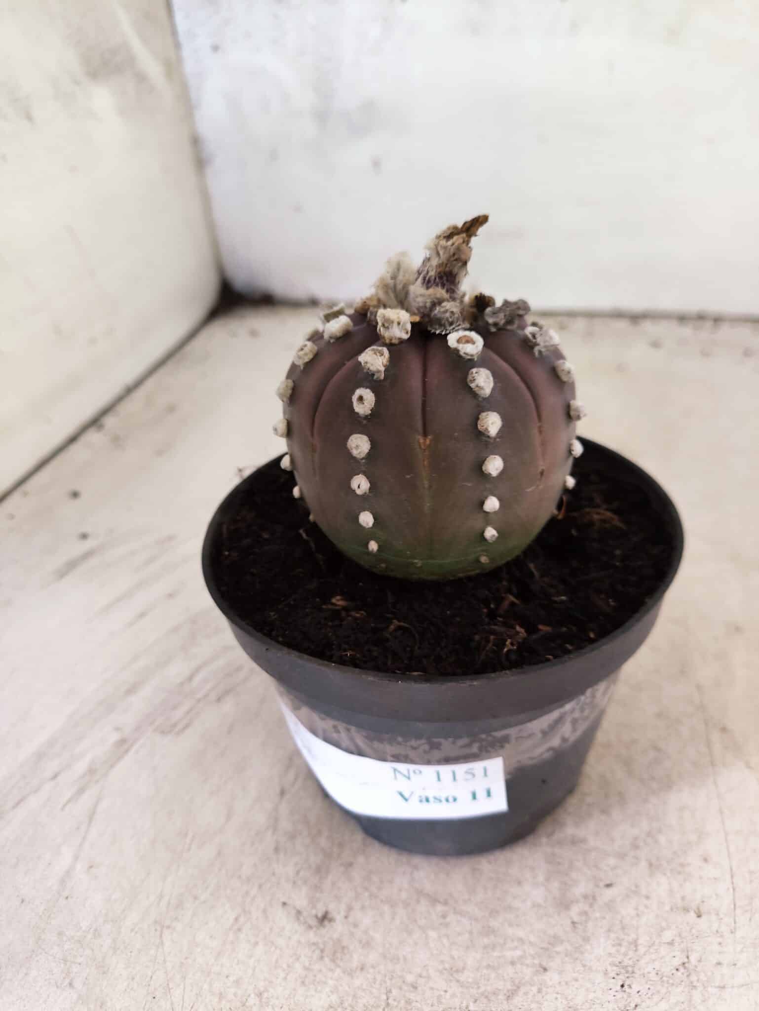 ASTROPHYTUM ASTERIAS “Purple”  Nº 1151 – vaso 11 - foto 8