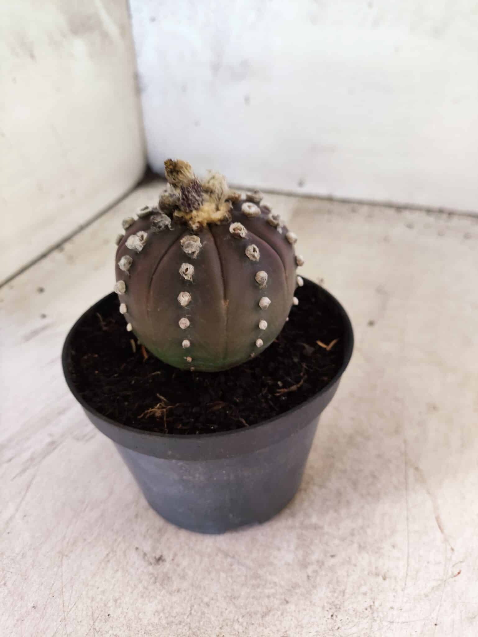 ASTROPHYTUM ASTERIAS “Purple”  Nº 1151 – vaso 11 - foto 9