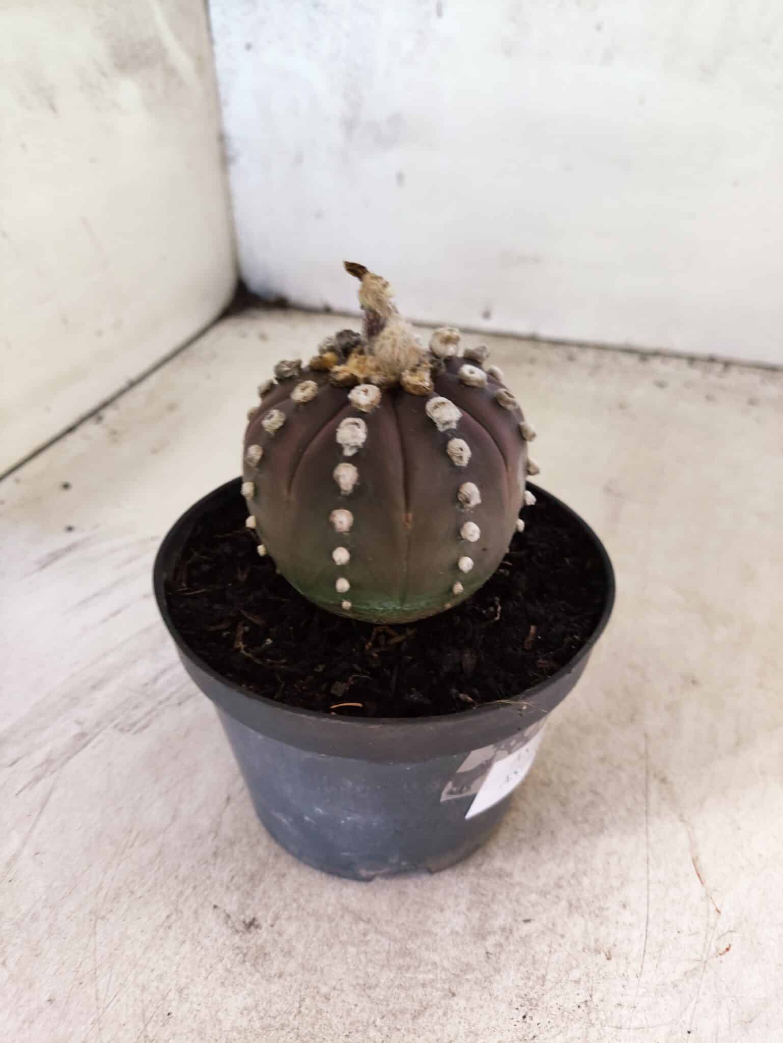 ASTROPHYTUM ASTERIAS “Purple”  Nº 1151 – vaso 11 - foto 7
