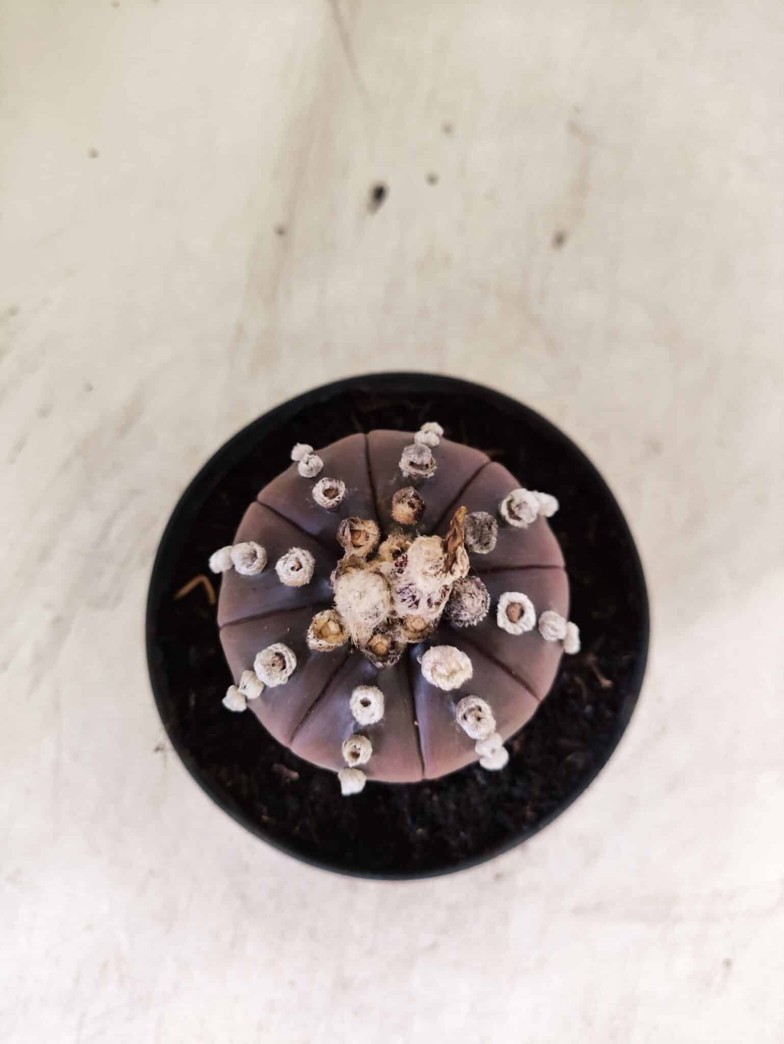 ASTROPHYTUM ASTERIAS “Purple”  Nº 1151 – vaso 11 - foto 3