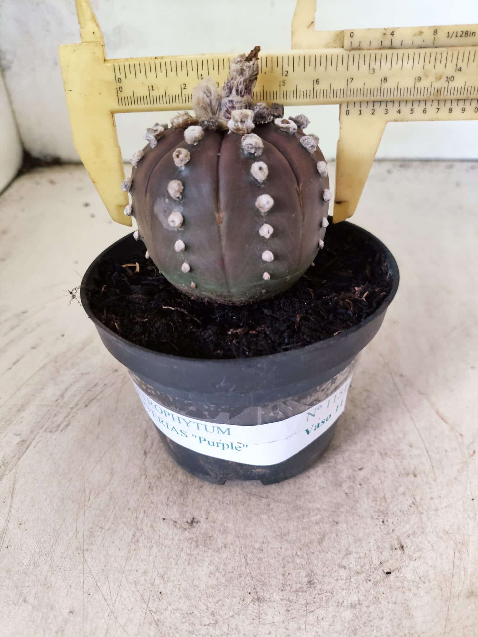 ASTROPHYTUM ASTERIAS “Purple”  Nº 1151 – vaso 11 - Adenium Rosa do Deserto