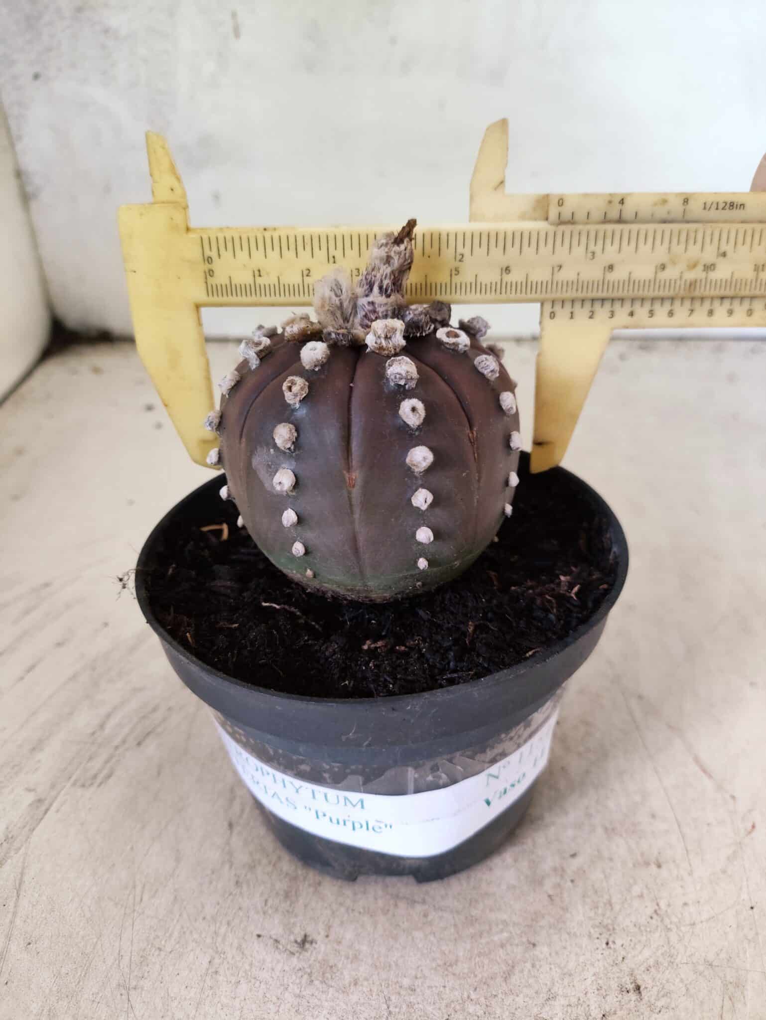 ASTROPHYTUM ASTERIAS “Purple”  Nº 1151 – vaso 11 - foto 4