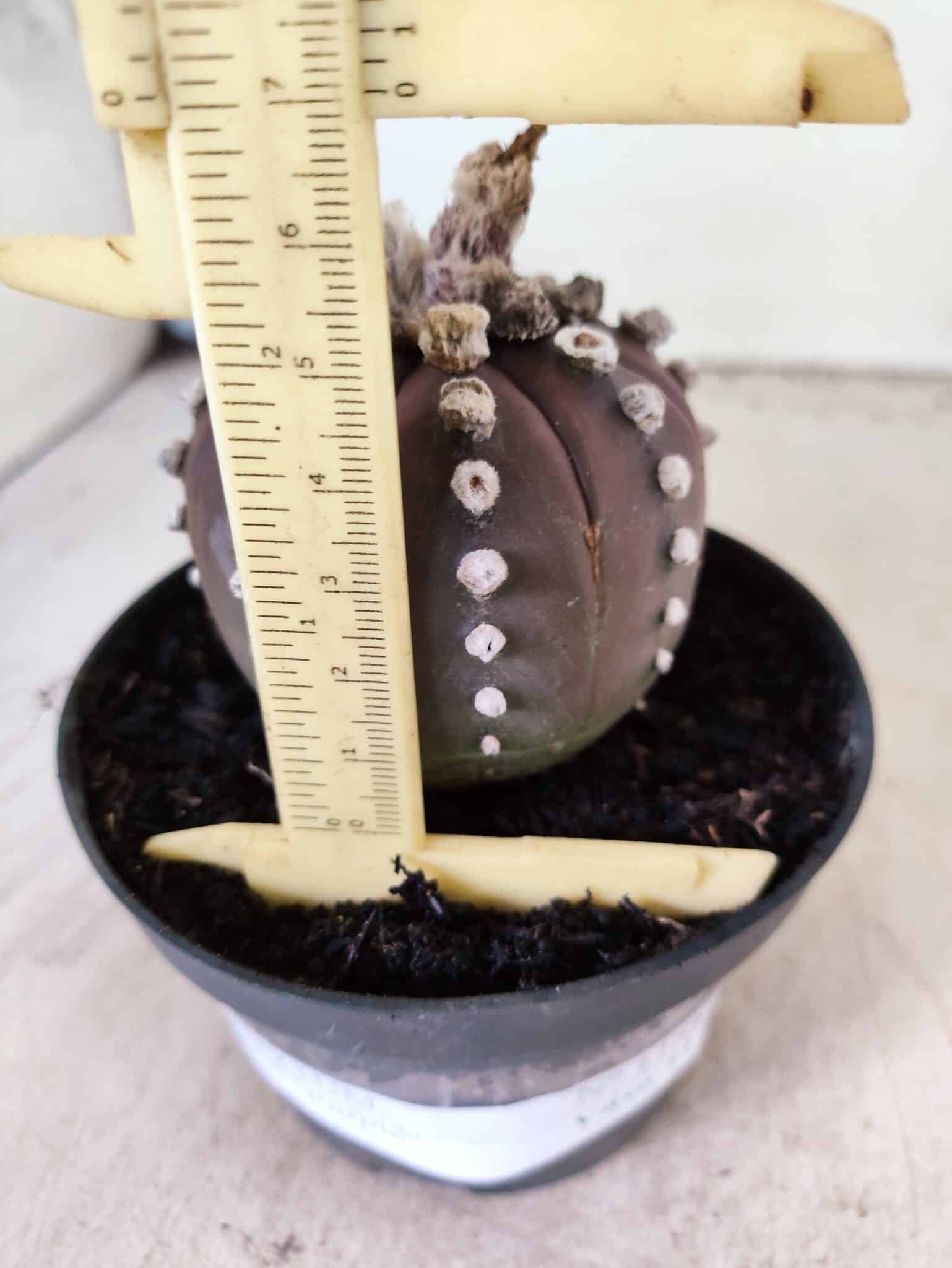 ASTROPHYTUM ASTERIAS “Purple”  Nº 1151 – vaso 11 - foto 6