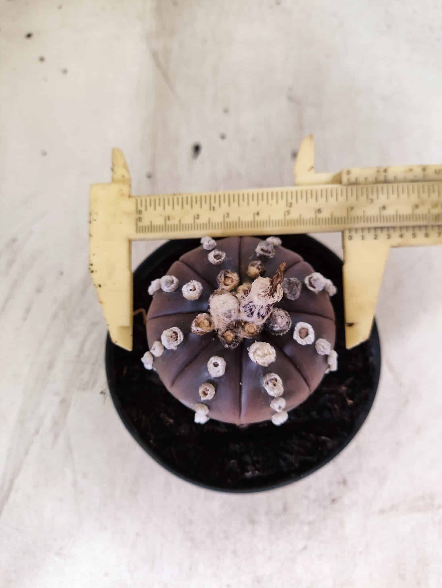 ASTROPHYTUM ASTERIAS “Purple”  Nº 1151 – vaso 11 - foto 5