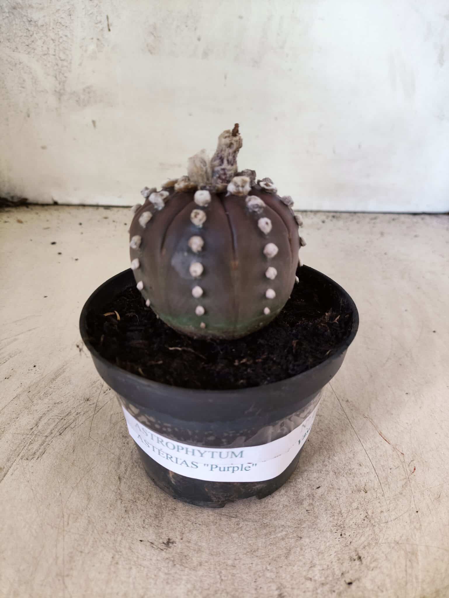 ASTROPHYTUM ASTERIAS “Purple”  Nº 1151 – vaso 11 - foto 2