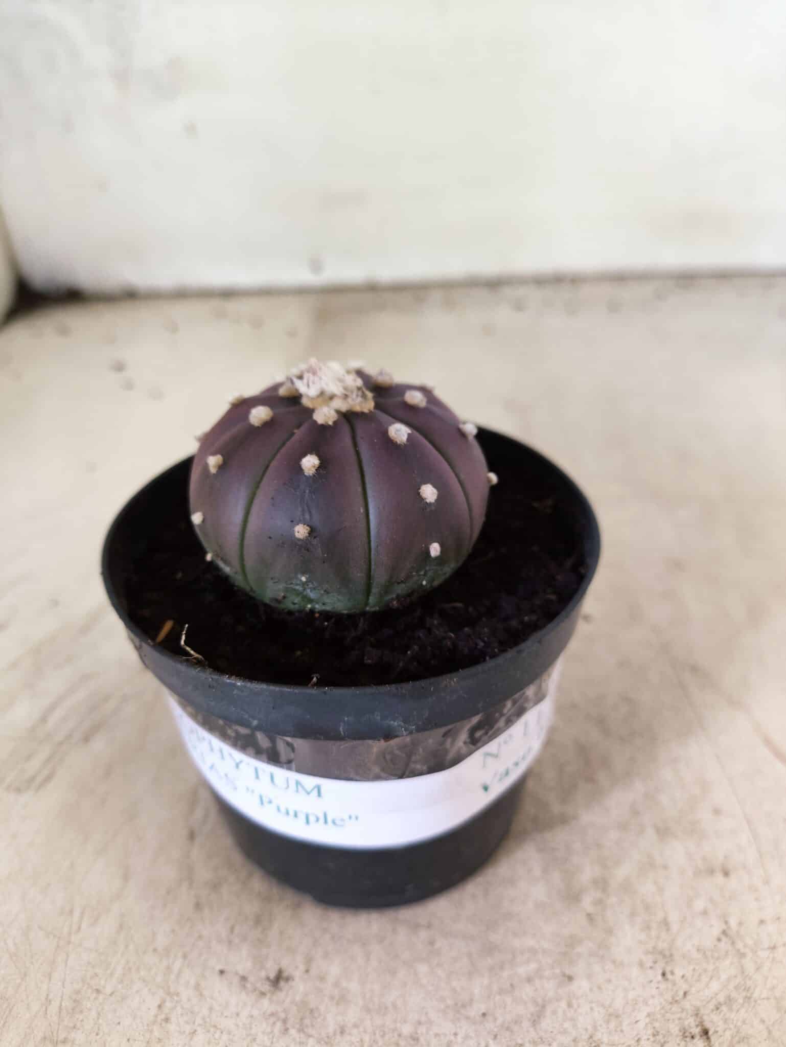 ASTROPHYTUM ASTERIAS “Purple”  Nº 1152 – vaso 09 - foto 2