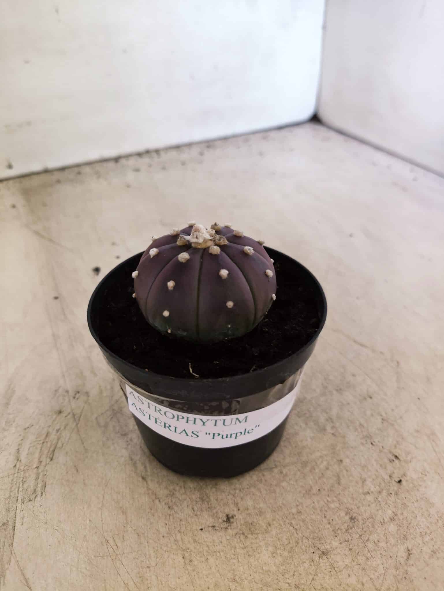 ASTROPHYTUM ASTERIAS “Purple”  Nº 1152 – vaso 09 - foto 8