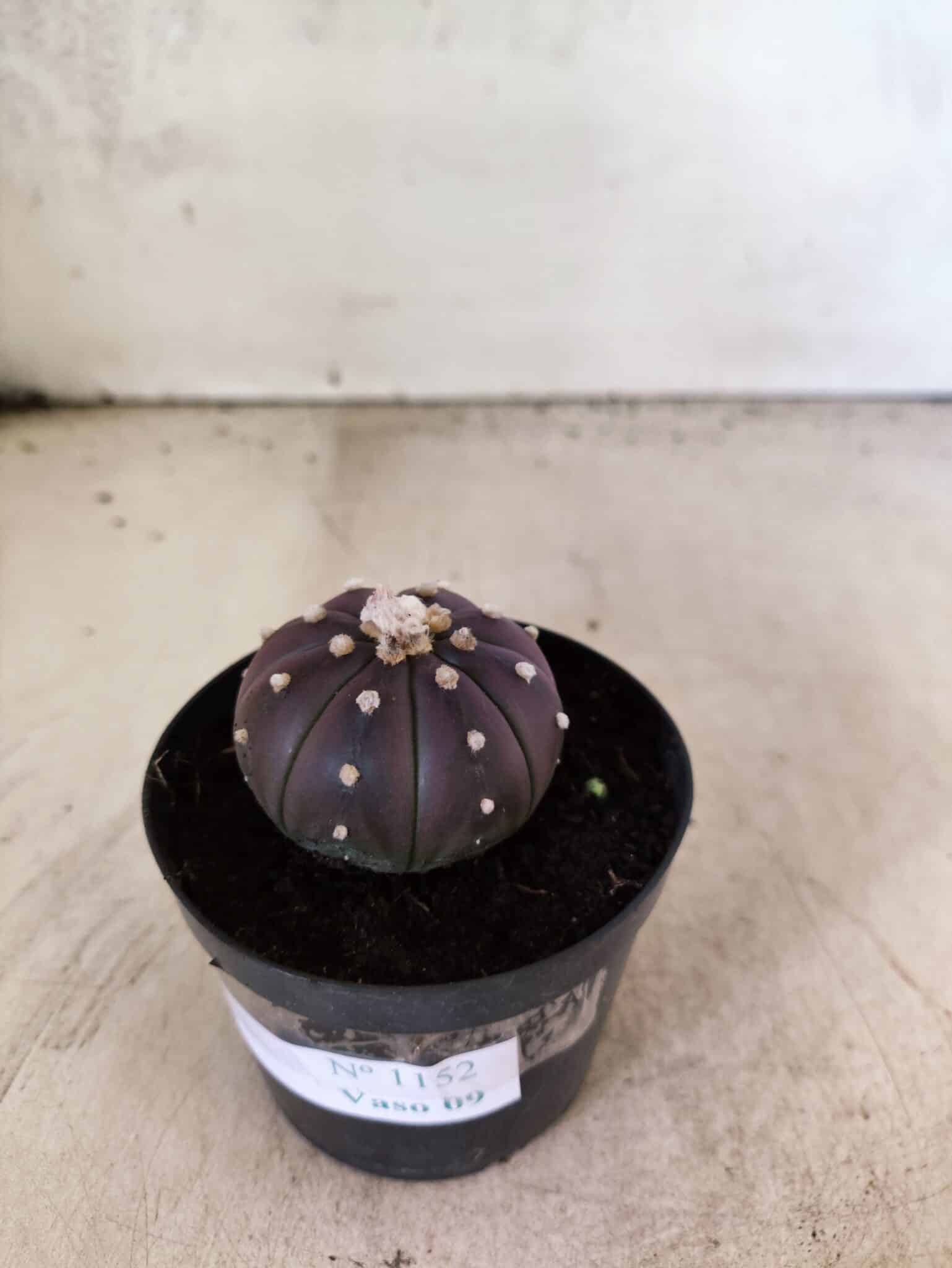 ASTROPHYTUM ASTERIAS “Purple”  Nº 1152 – vaso 09 - foto 7