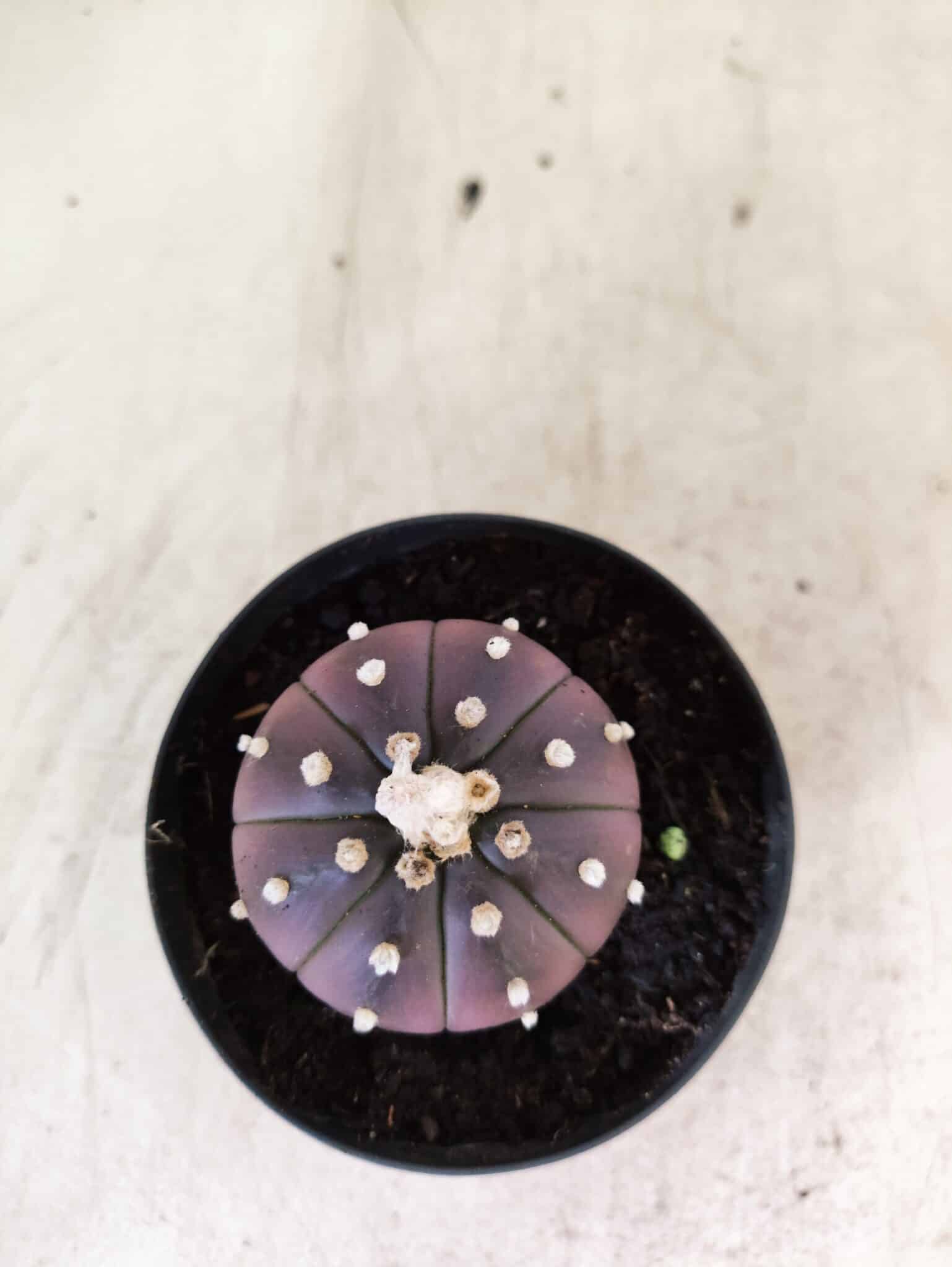ASTROPHYTUM ASTERIAS “Purple”  Nº 1152 – vaso 09 - foto 3