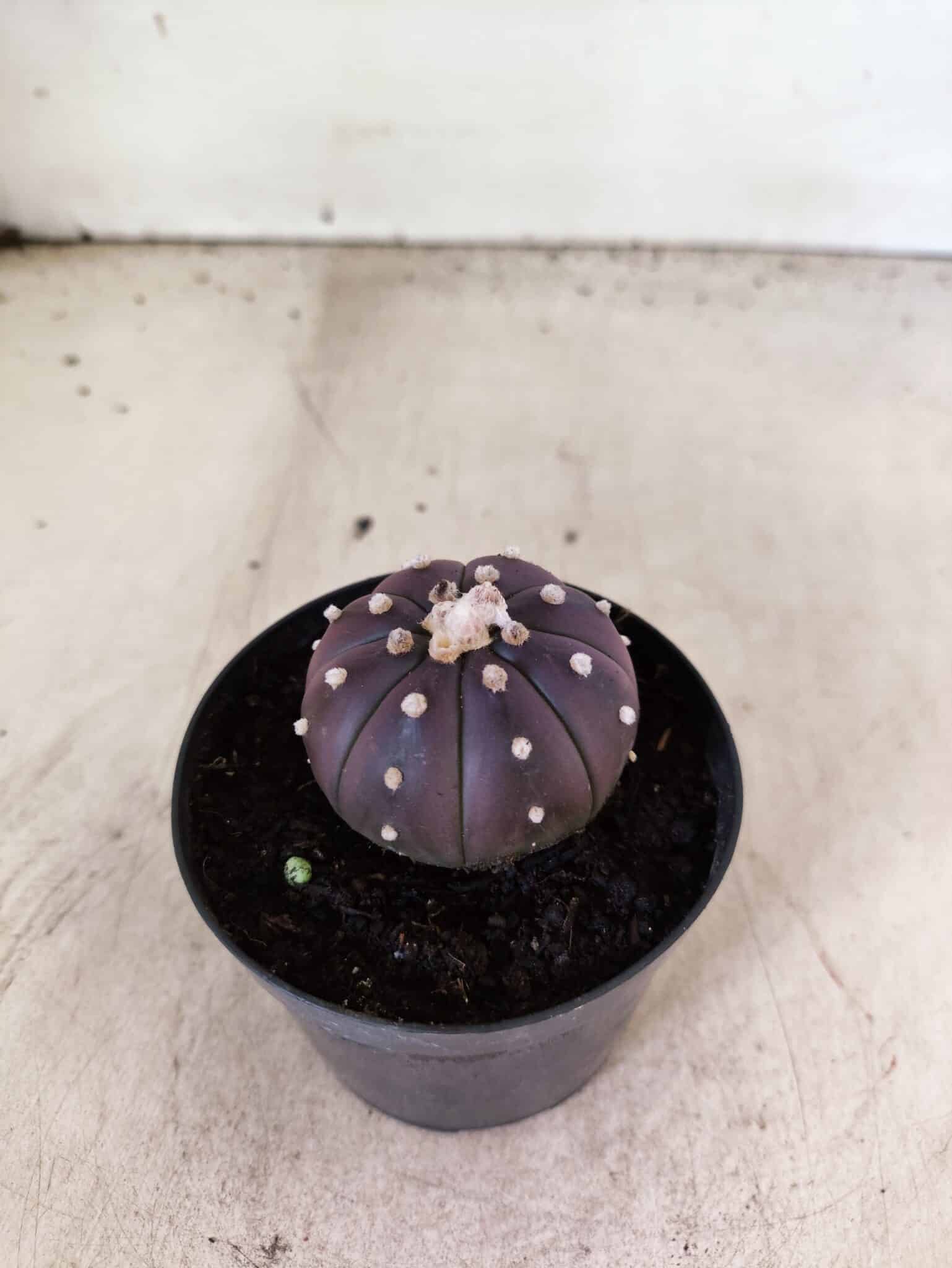 ASTROPHYTUM ASTERIAS “Purple”  Nº 1152 – vaso 09 - foto 6