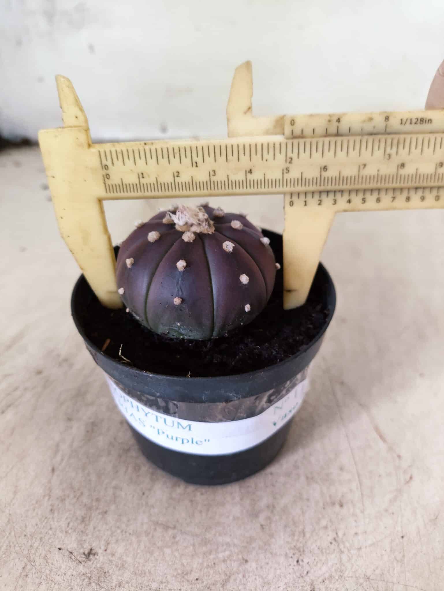 ASTROPHYTUM ASTERIAS “Purple”  Nº 1152 – vaso 09 - foto 4