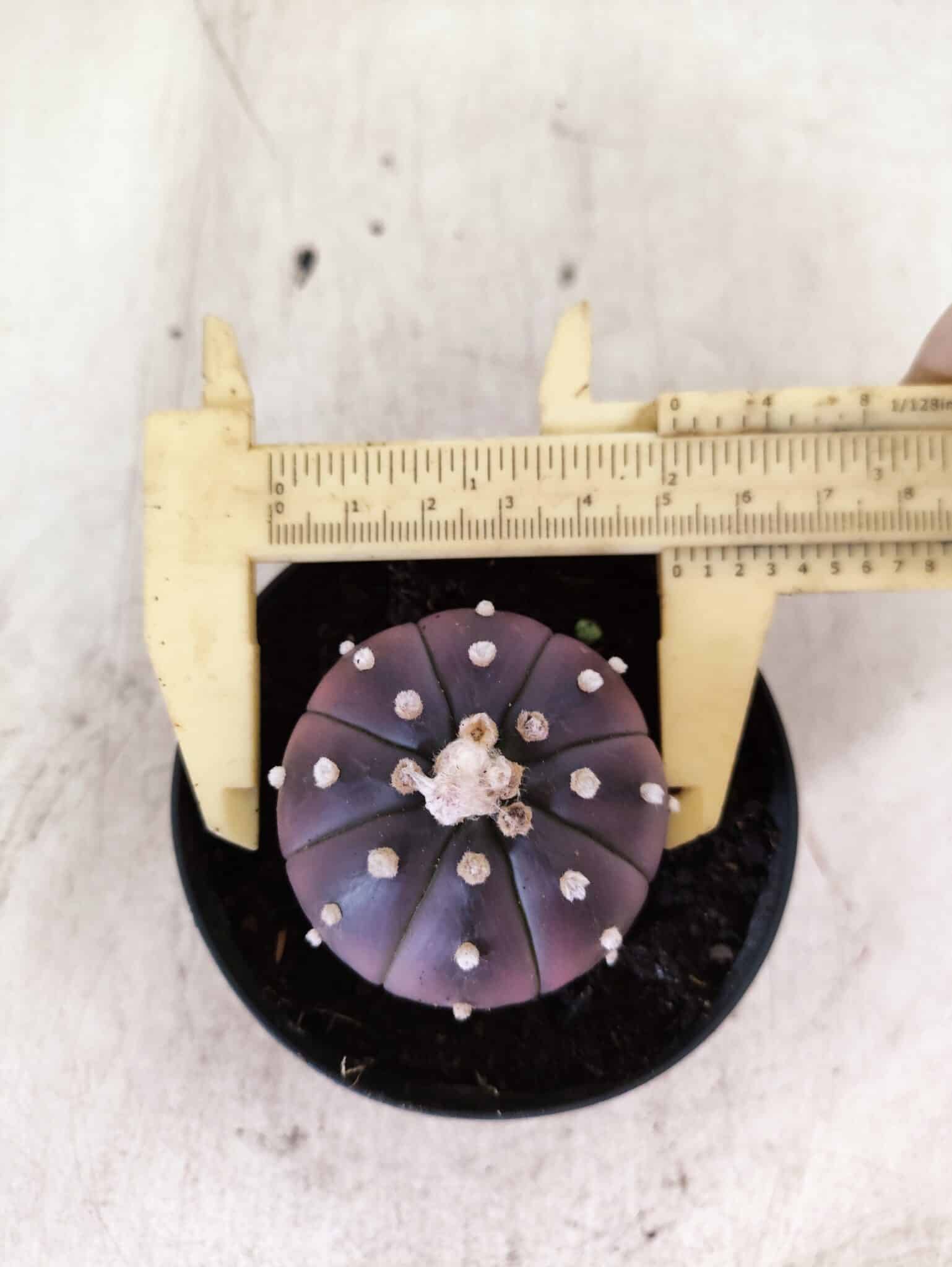 ASTROPHYTUM ASTERIAS “Purple”  Nº 1152 – vaso 09 - foto 5