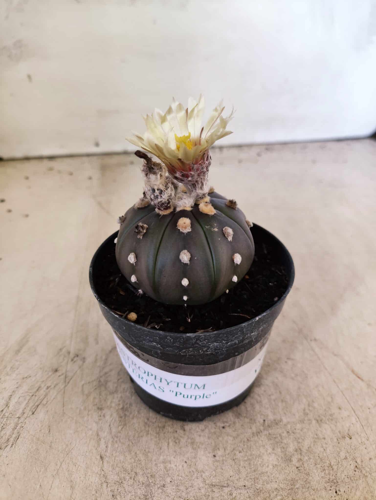 ASTROPHYTUM ASTERIAS “Purple”  Nº 1153 – vaso 09 - foto 2