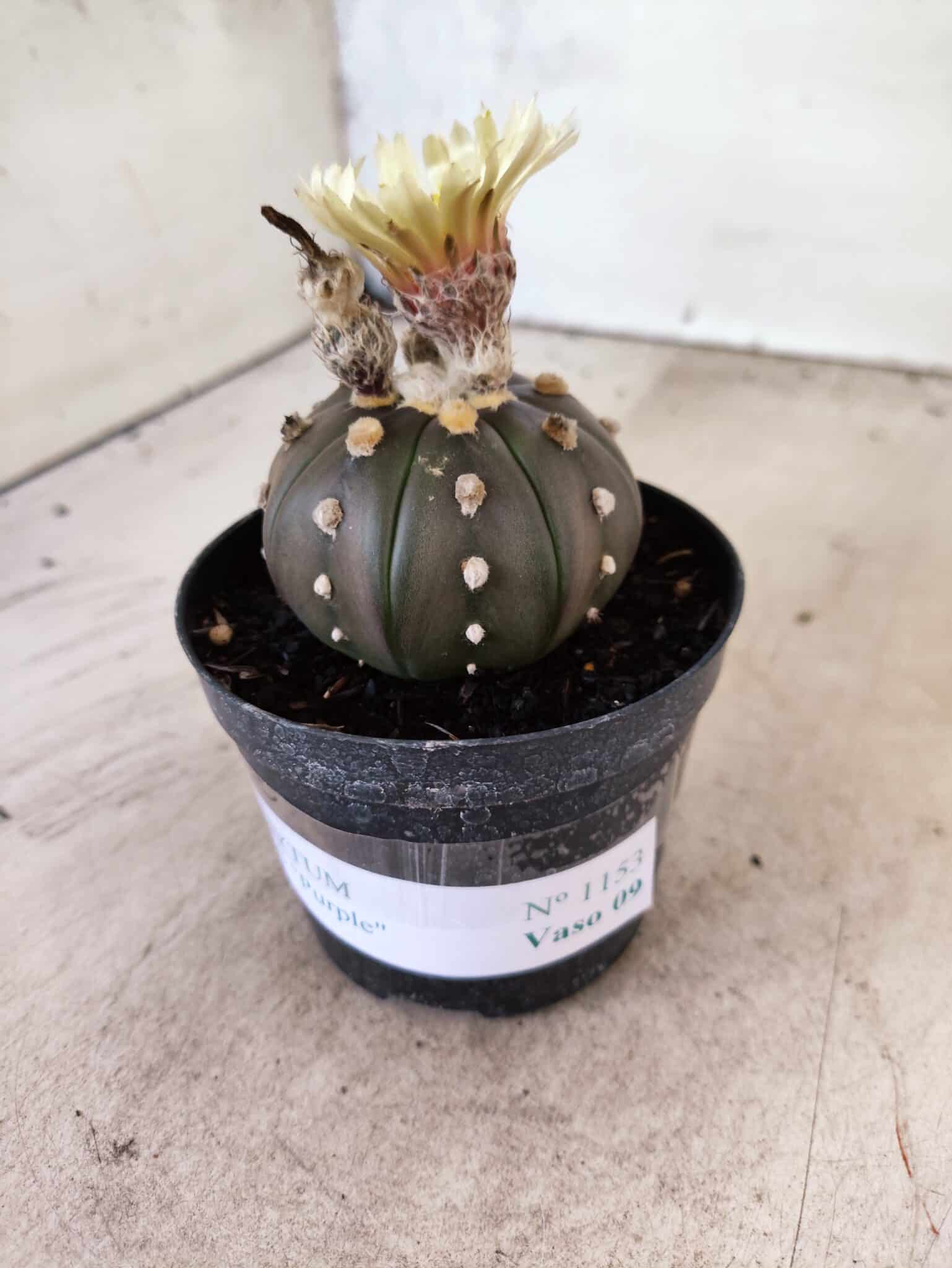 ASTROPHYTUM ASTERIAS “Purple”  Nº 1153 – vaso 09 - foto 8