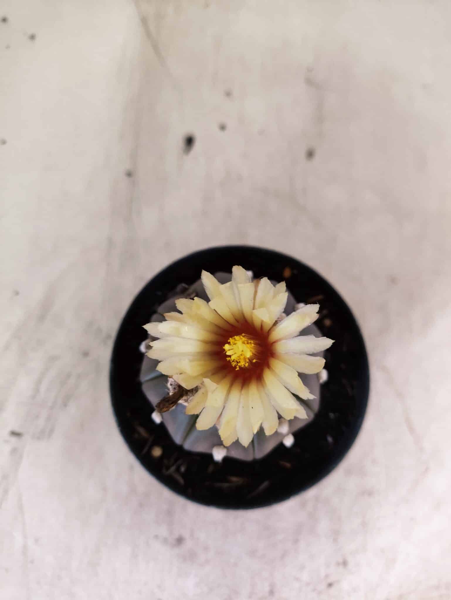 ASTROPHYTUM ASTERIAS “Purple”  Nº 1153 – vaso 09 - foto 3