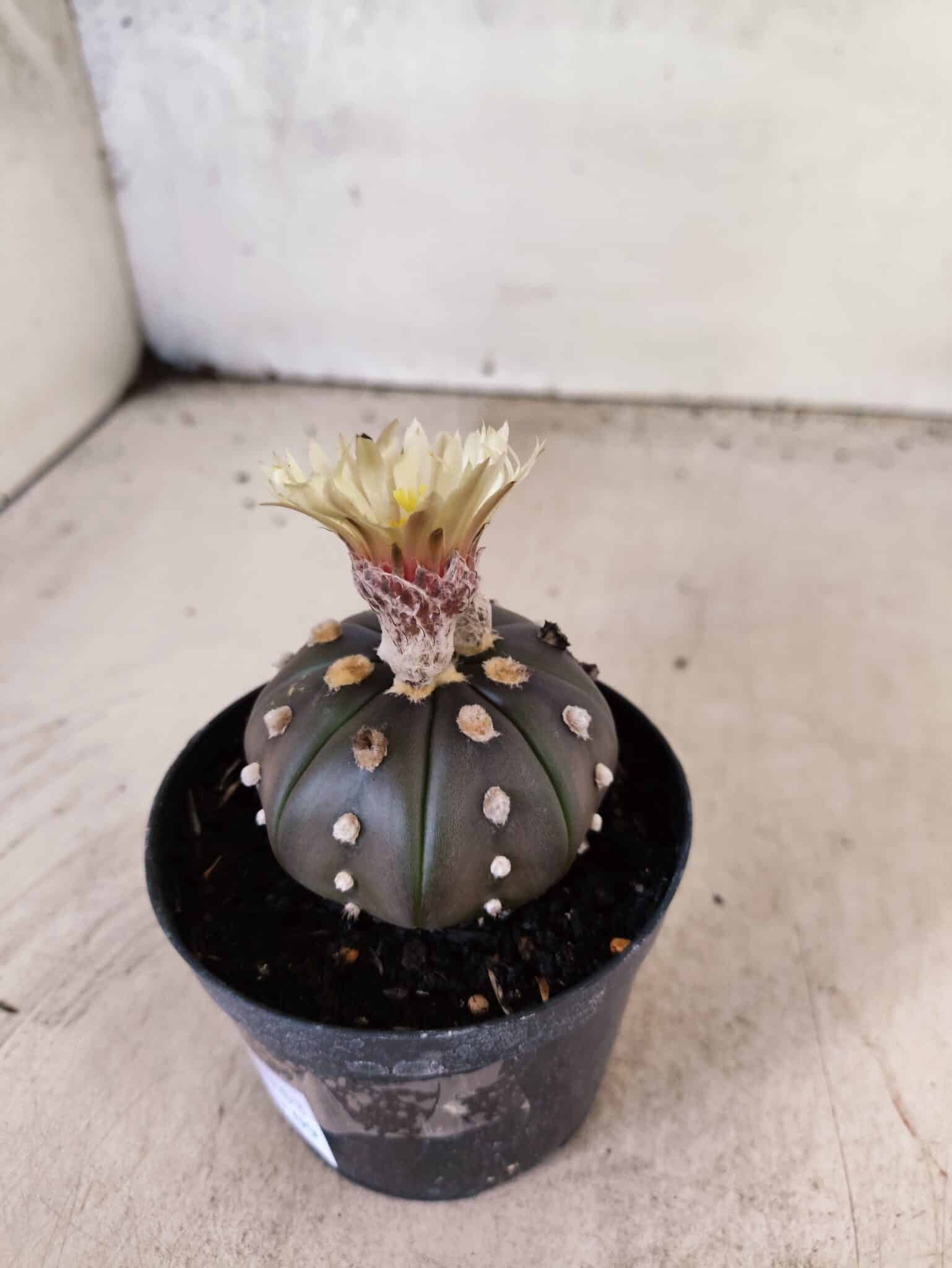 ASTROPHYTUM ASTERIAS “Purple”  Nº 1153 – vaso 09 - foto 7