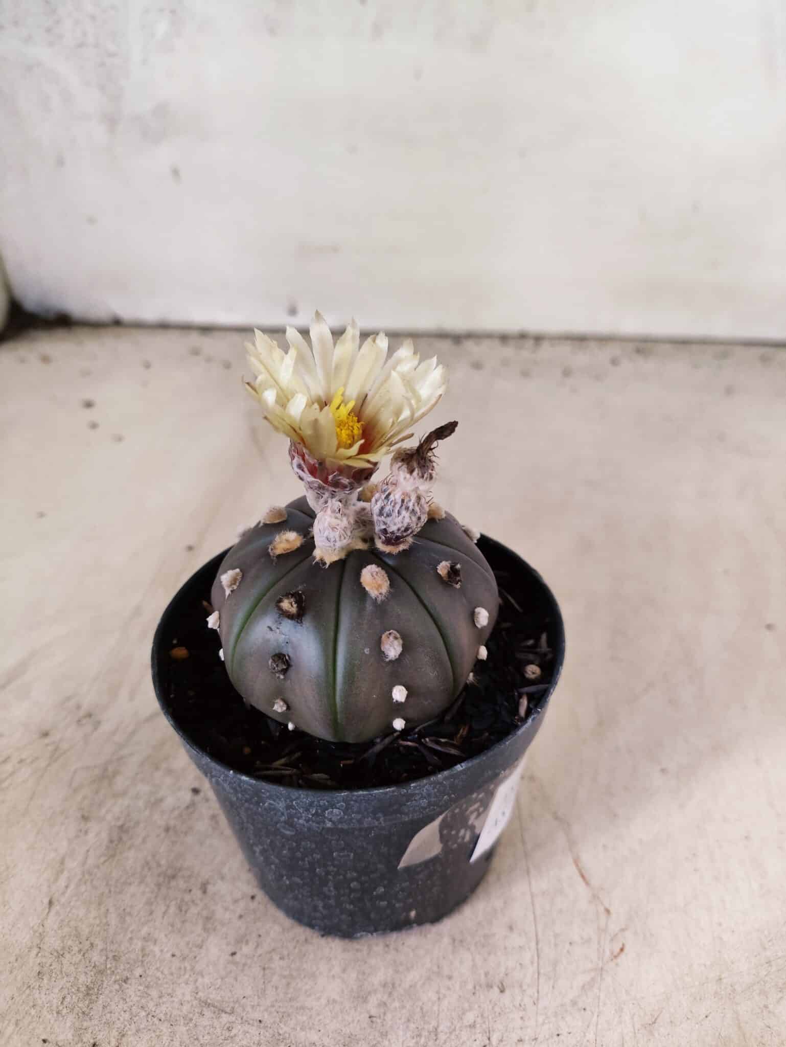 ASTROPHYTUM ASTERIAS “Purple”  Nº 1153 – vaso 09 - foto 6
