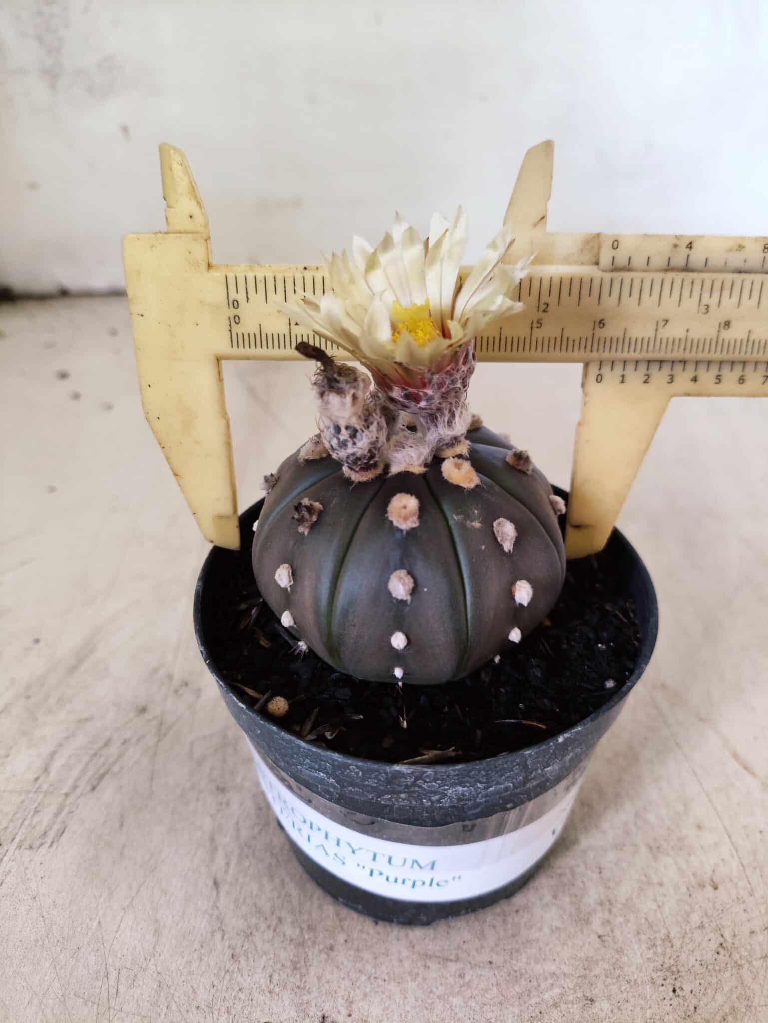 ASTROPHYTUM ASTERIAS “Purple”  Nº 1153 – vaso 09 - foto 4