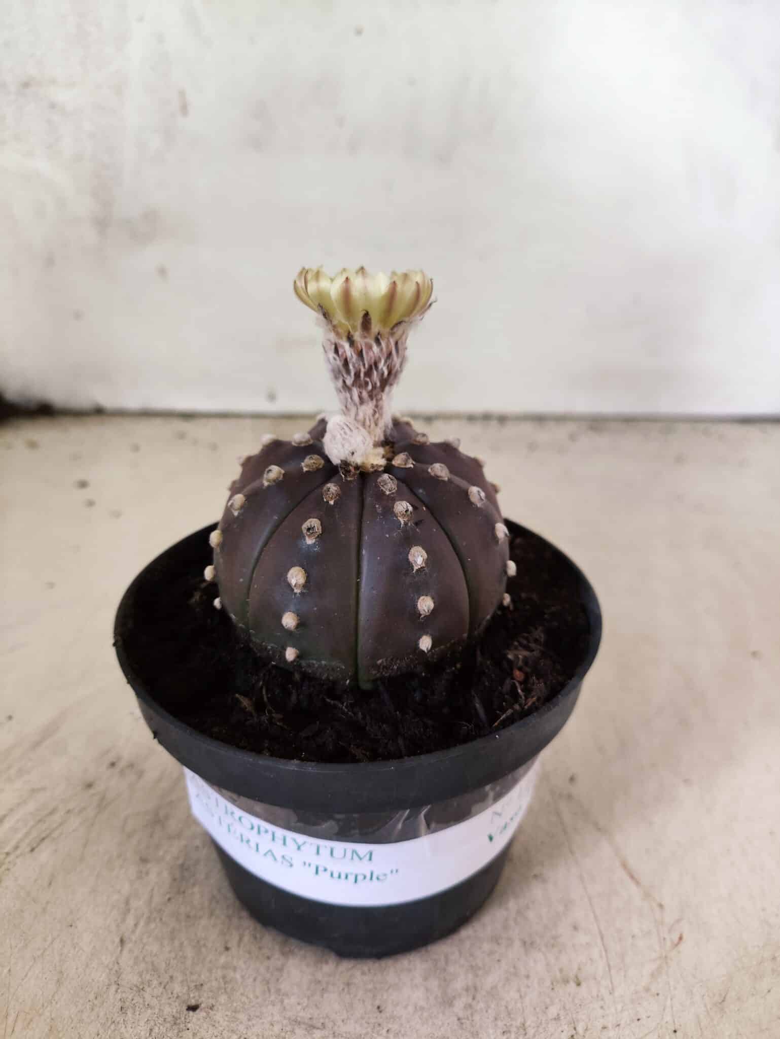 ASTROPHYTUM ASTERIAS “Purple”  Nº 1155 – vaso 11 - foto 2