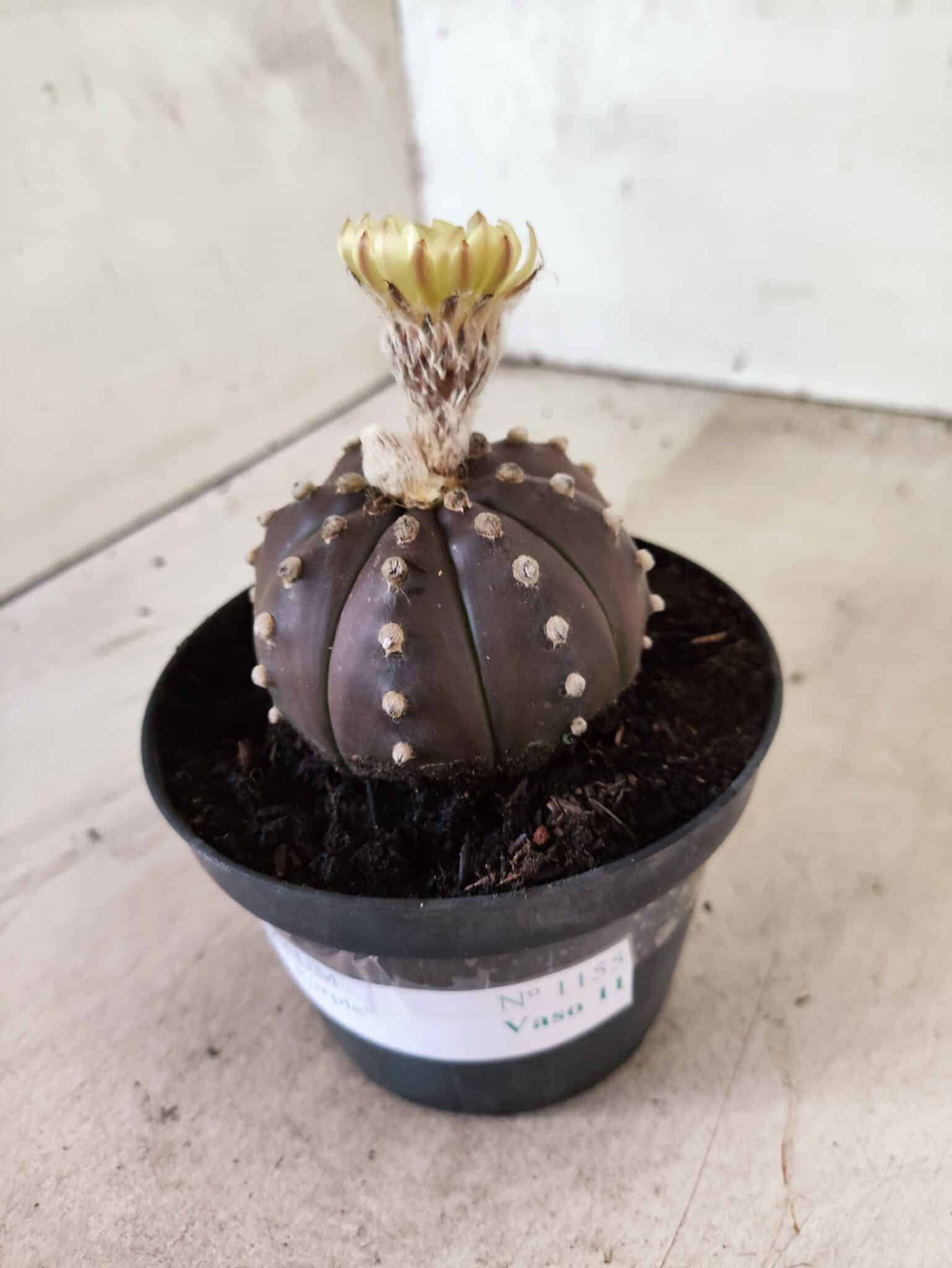 ASTROPHYTUM ASTERIAS “Purple”  Nº 1155 – vaso 11 - foto 7