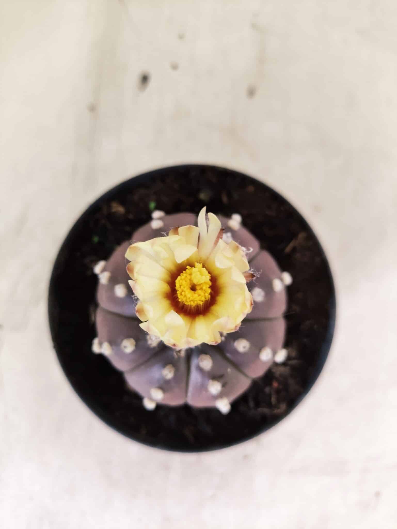 ASTROPHYTUM ASTERIAS “Purple”  Nº 1155 – vaso 11 - foto 3