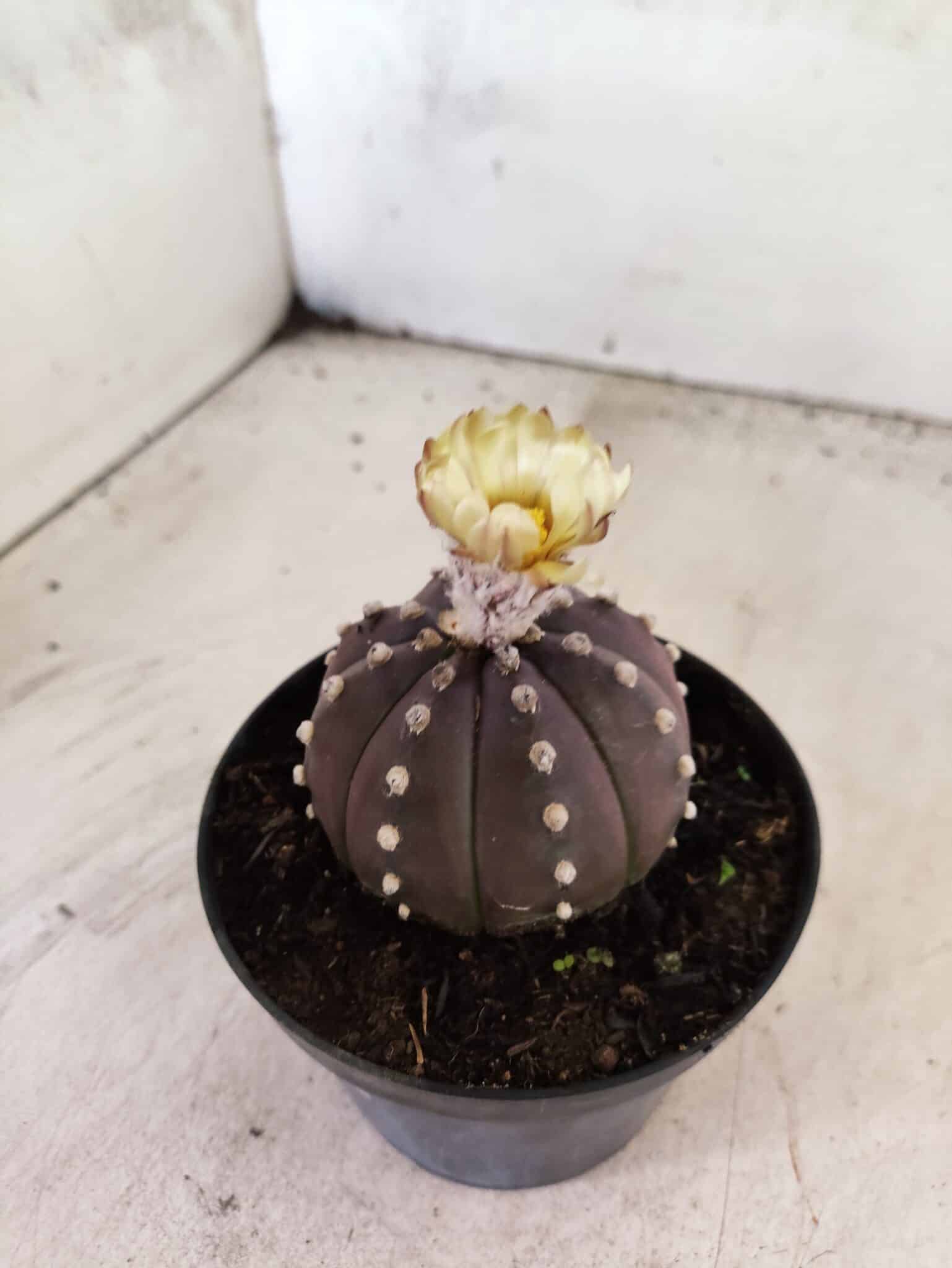 ASTROPHYTUM ASTERIAS “Purple”  Nº 1155 – vaso 11 - foto 6