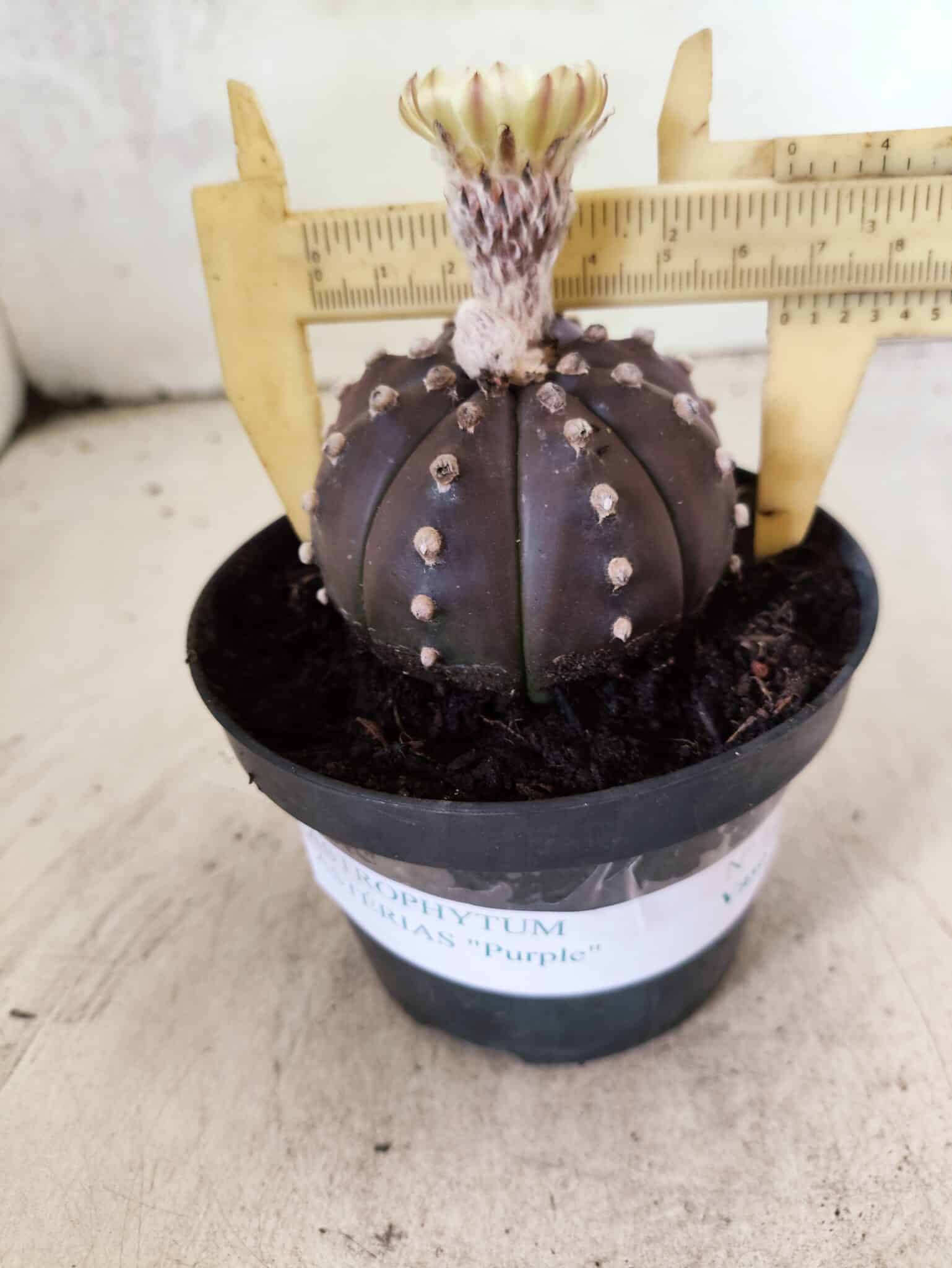 ASTROPHYTUM ASTERIAS “Purple”  Nº 1155 – vaso 11 - foto 4