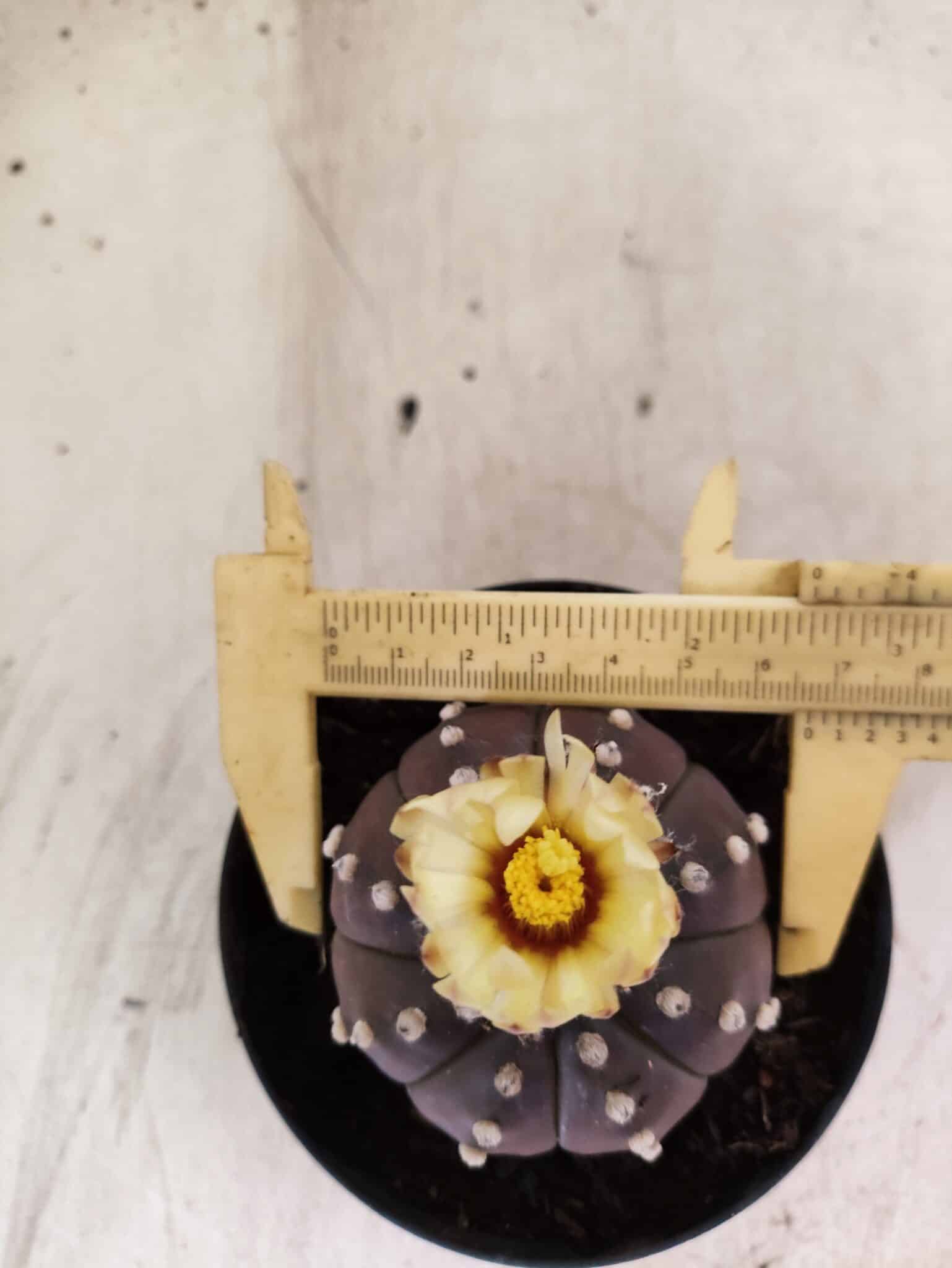 ASTROPHYTUM ASTERIAS “Purple”  Nº 1155 – vaso 11 - foto 5