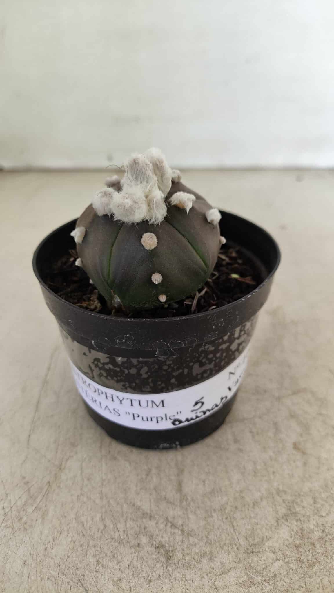 ASTROPHYTUM ASTERIAS “Purple” 5 Quinas  Nº 1002 – vaso 09 - foto 2