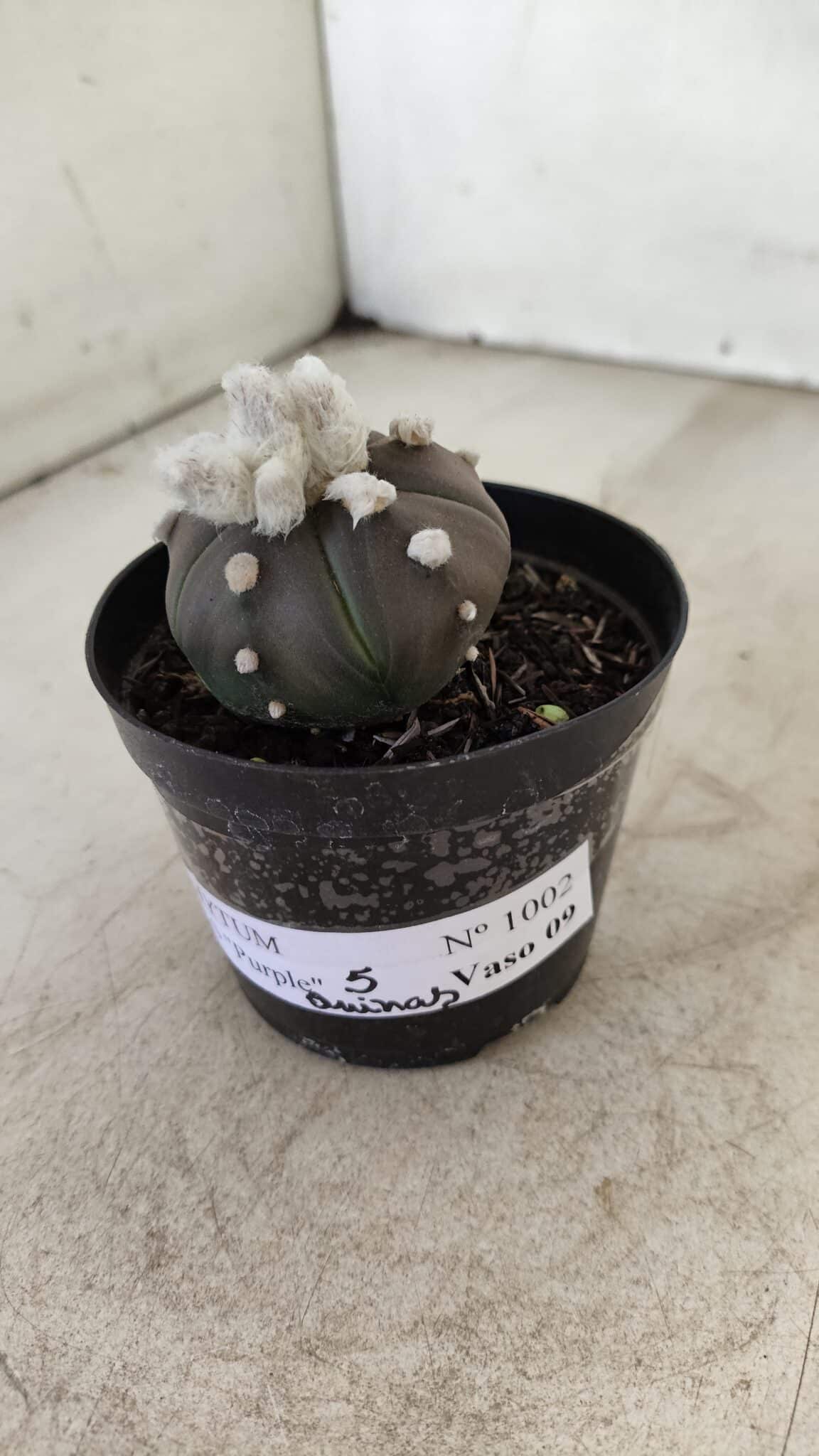 ASTROPHYTUM ASTERIAS “Purple” 5 Quinas  Nº 1002 – vaso 09 - foto 8