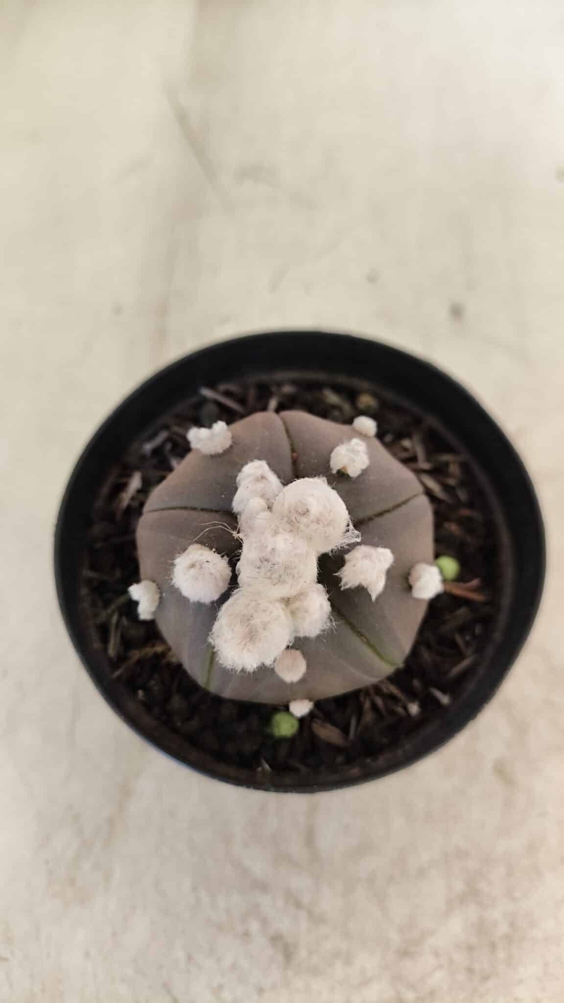 ASTROPHYTUM ASTERIAS “Purple” 5 Quinas  Nº 1002 – vaso 09 - foto 3