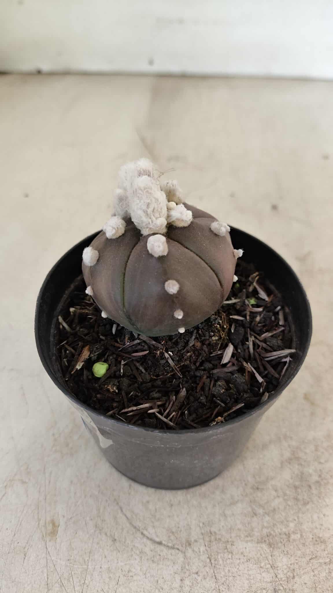 ASTROPHYTUM ASTERIAS “Purple” 5 Quinas  Nº 1002 – vaso 09 - foto 7