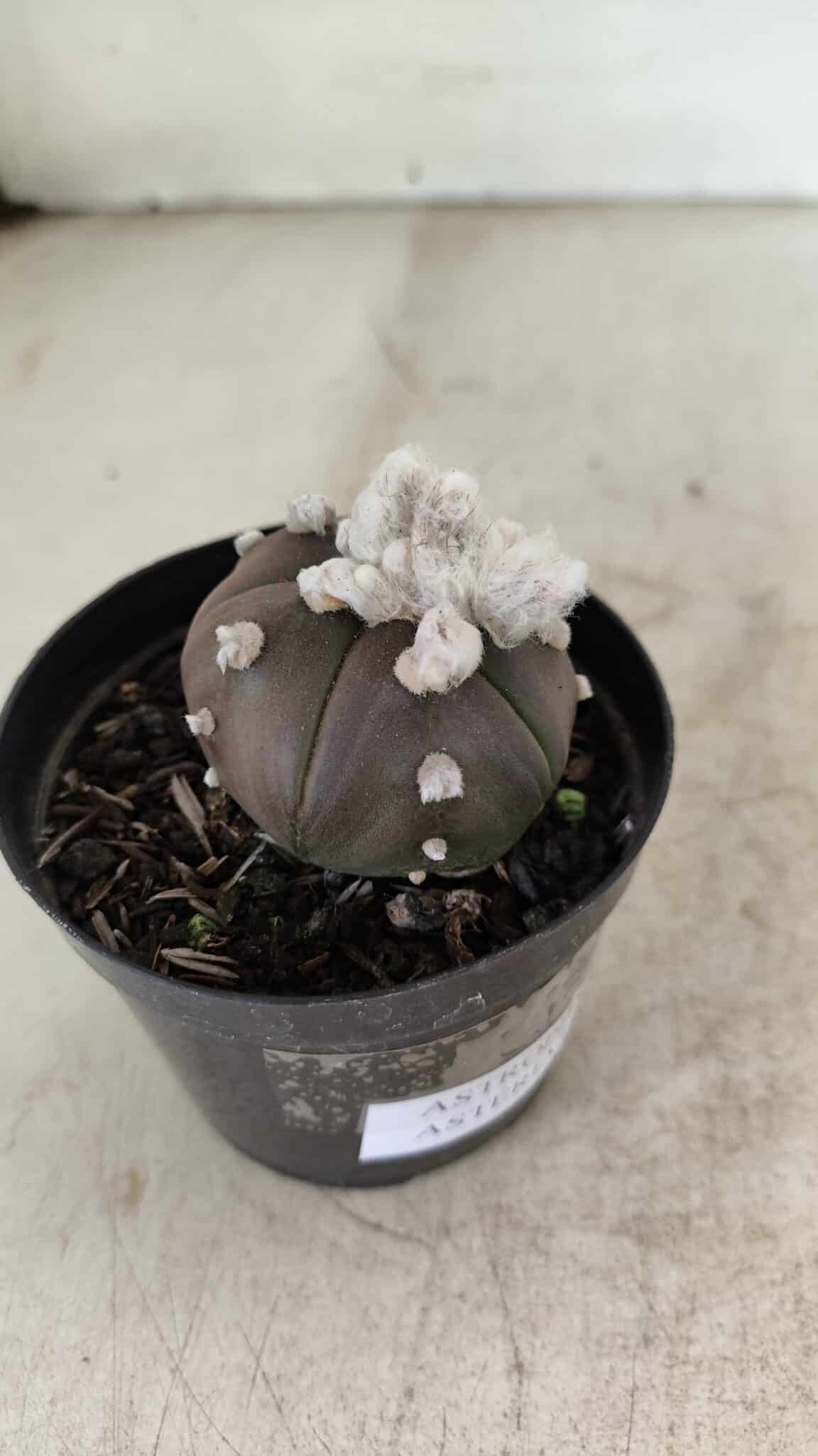 ASTROPHYTUM ASTERIAS “Purple” 5 Quinas  Nº 1002 – vaso 09 - foto 6