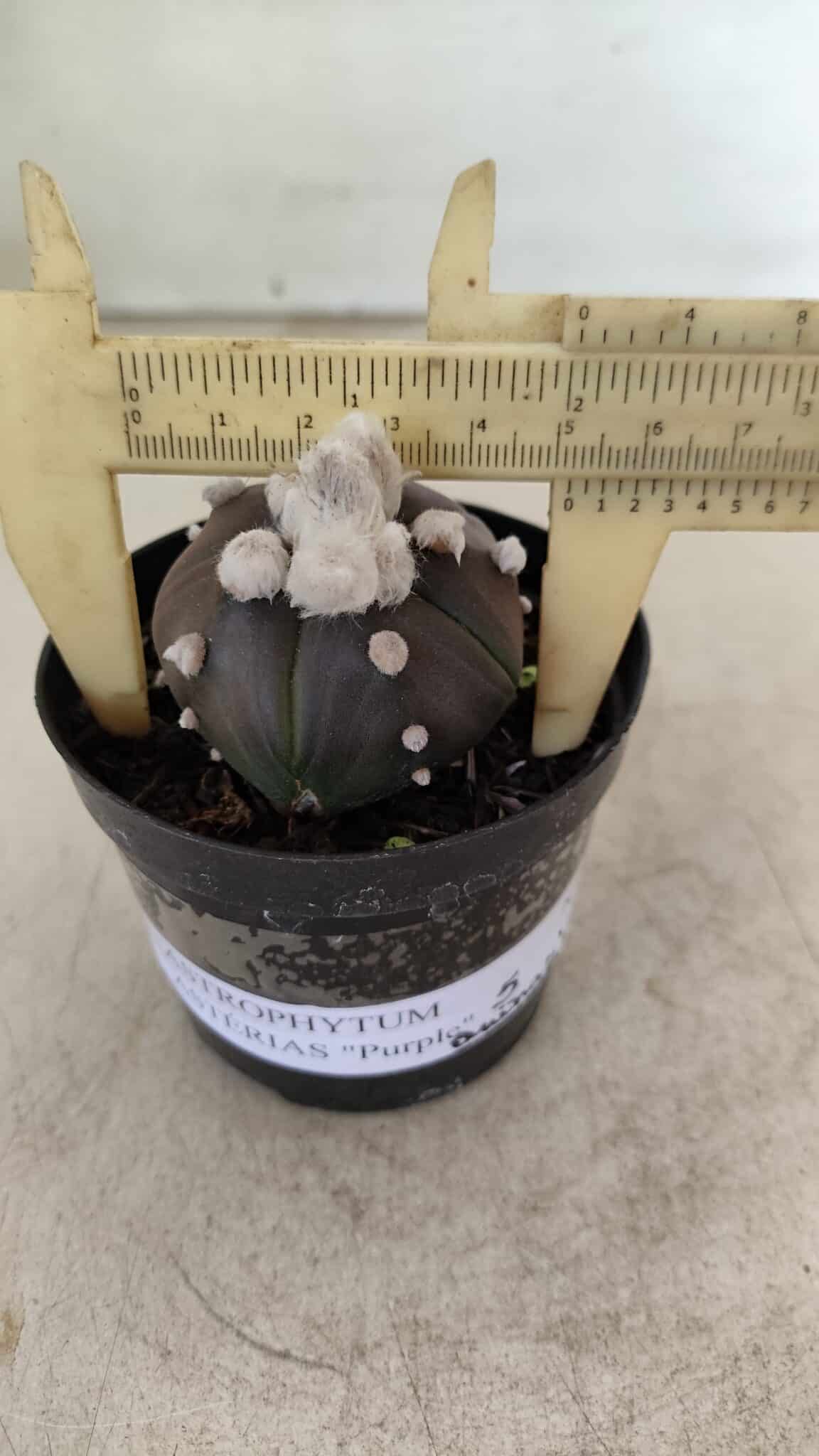 ASTROPHYTUM ASTERIAS “Purple” 5 Quinas  Nº 1002 – vaso 09 - foto 4