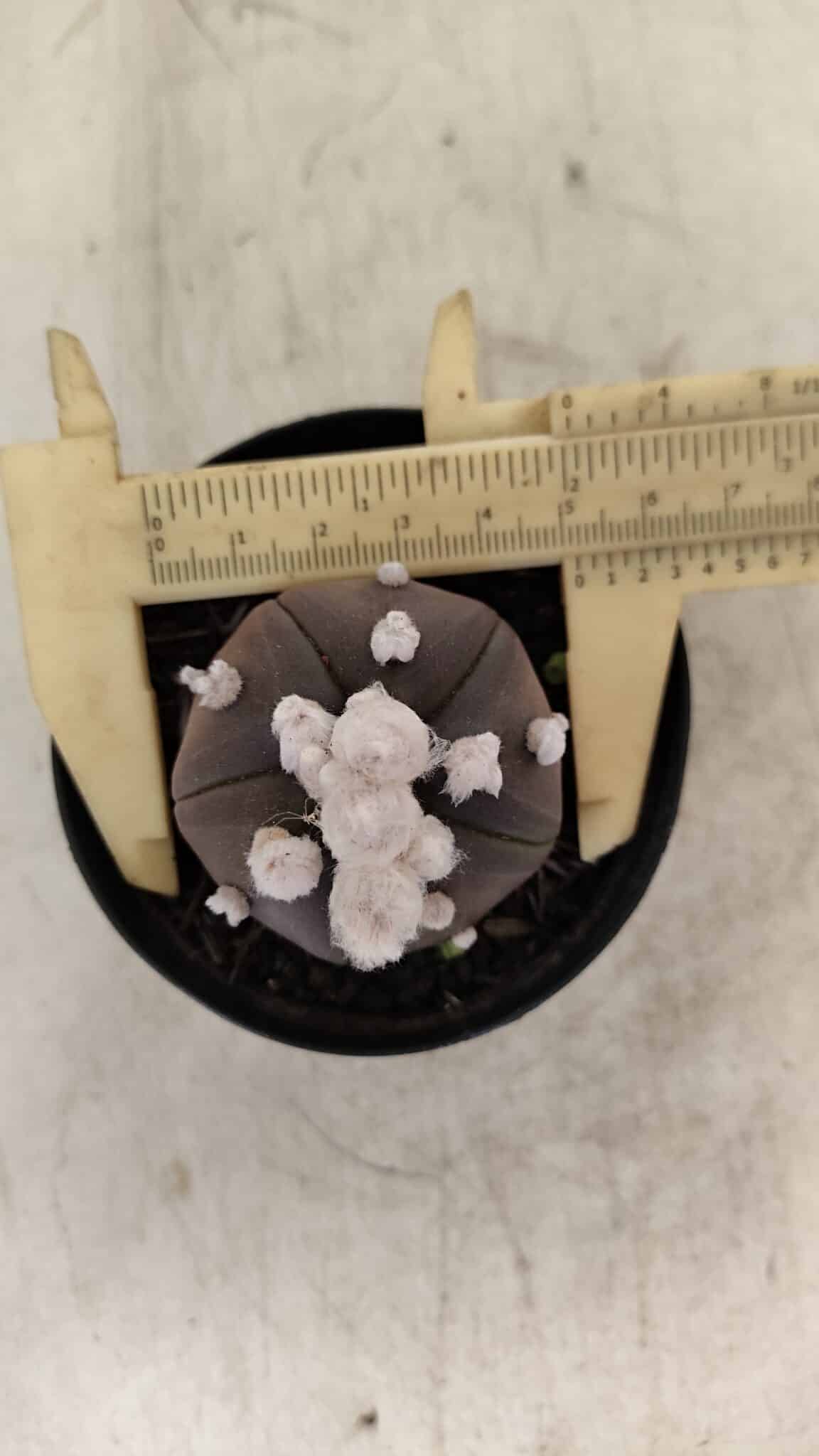 ASTROPHYTUM ASTERIAS “Purple” 5 Quinas  Nº 1002 – vaso 09 - foto 5