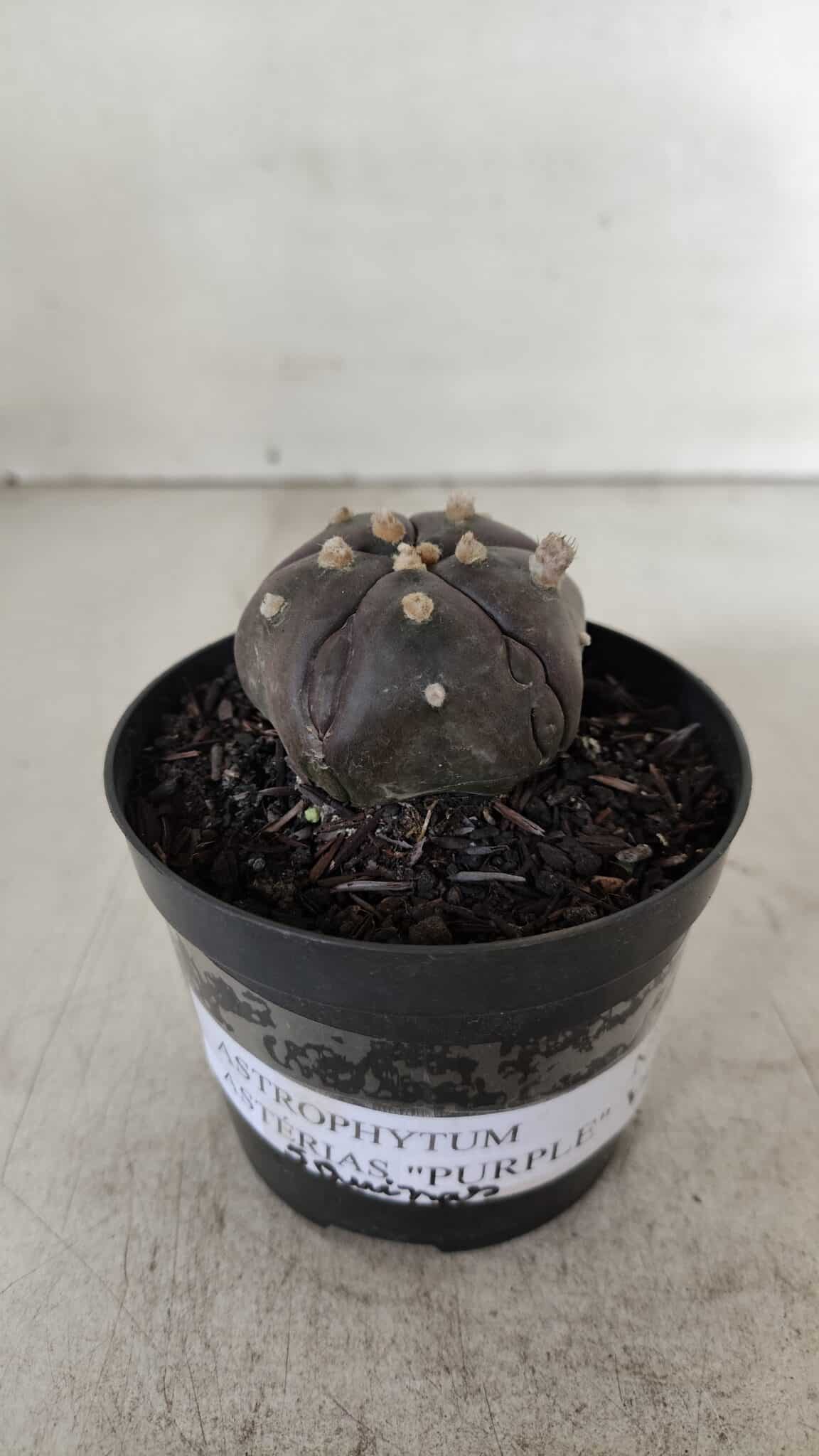 ASTROPHYTUM ASTERIAS  “Purple” 5 Quinas  Nº 893 – vaso 09