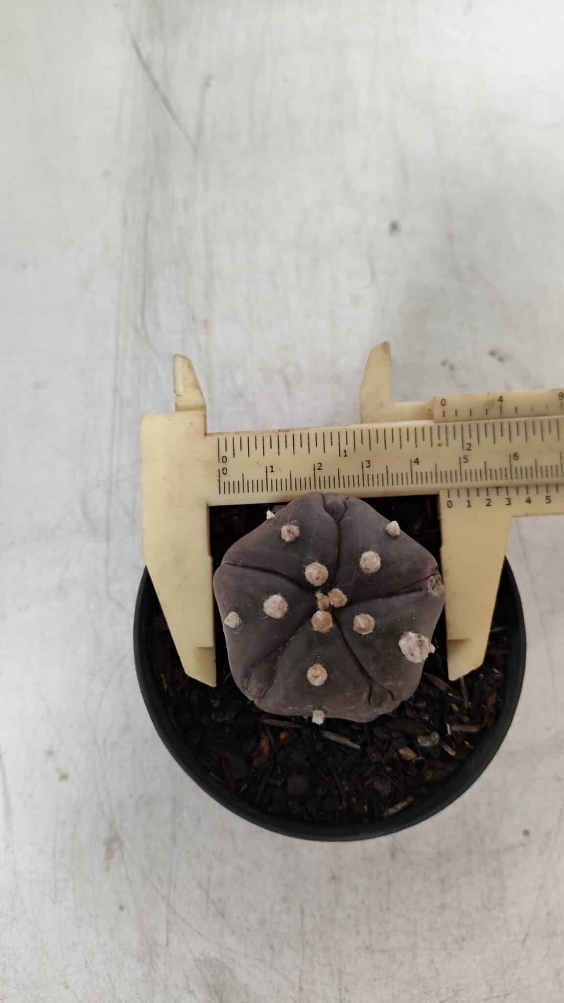 ASTROPHYTUM ASTERIAS  “Purple” 5 Quinas  Nº 893 – vaso 09