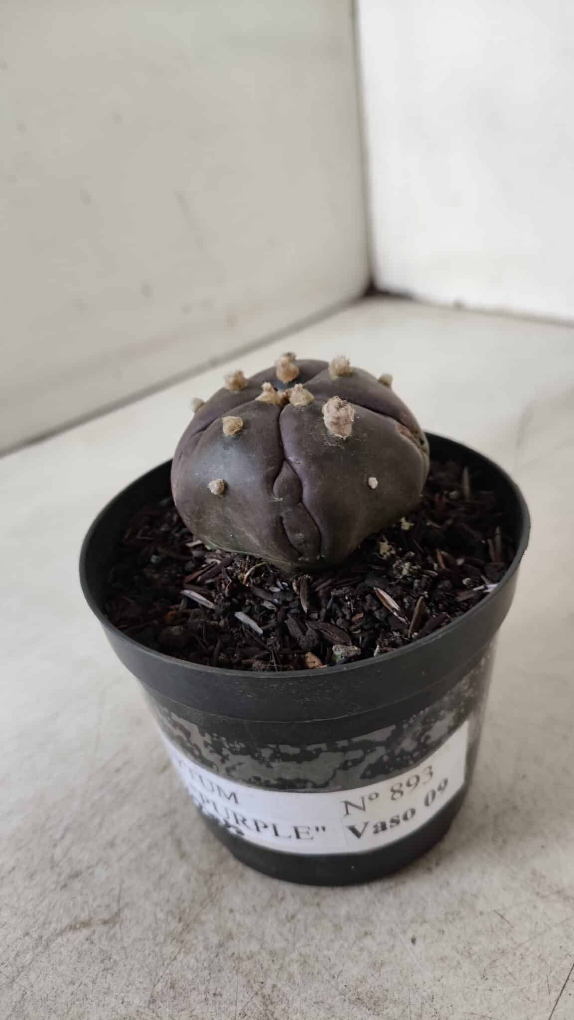 ASTROPHYTUM ASTERIAS  “Purple” 5 Quinas  Nº 893 – vaso 09