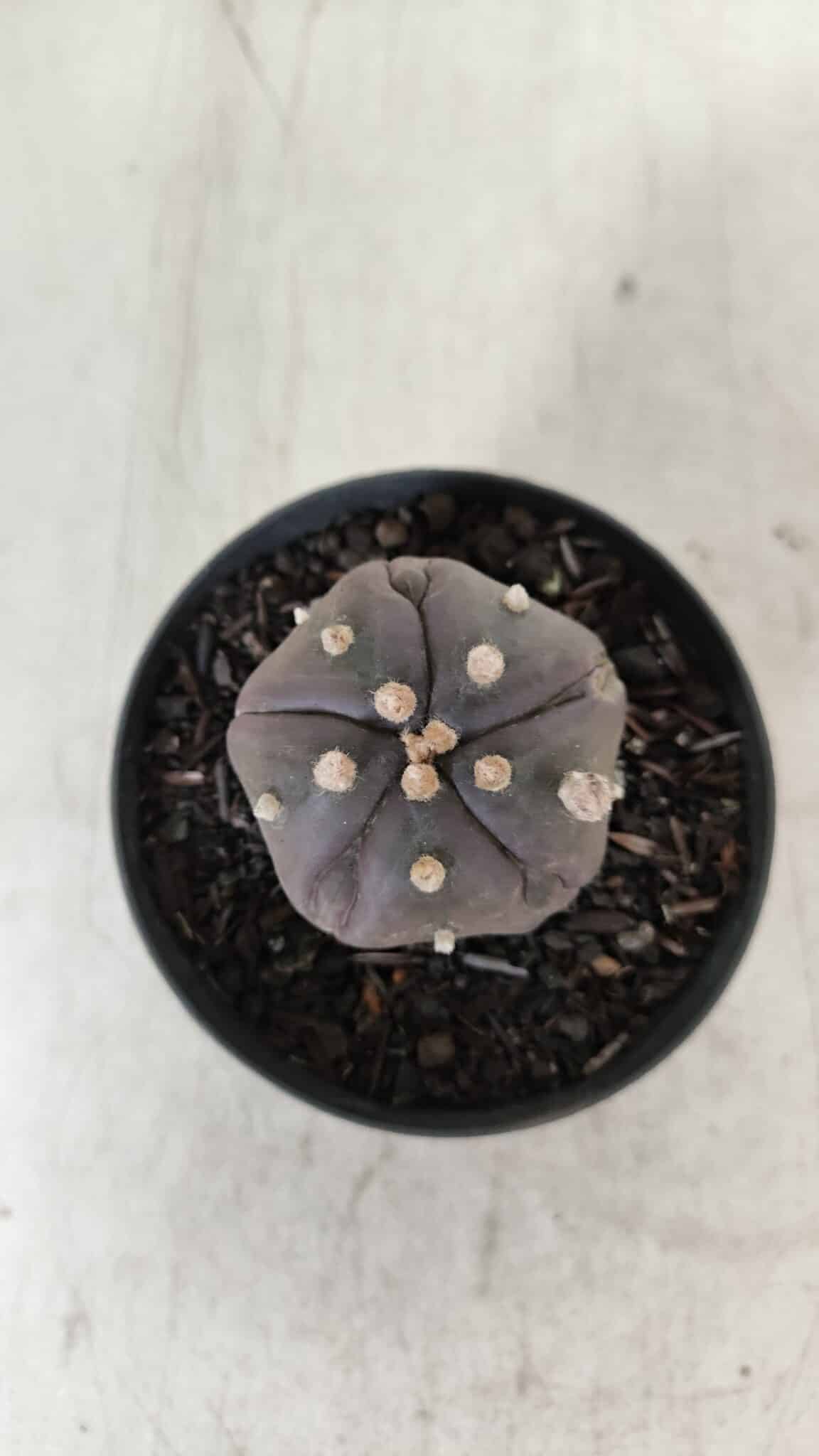 ASTROPHYTUM ASTERIAS  “Purple” 5 Quinas  Nº 893 – vaso 09