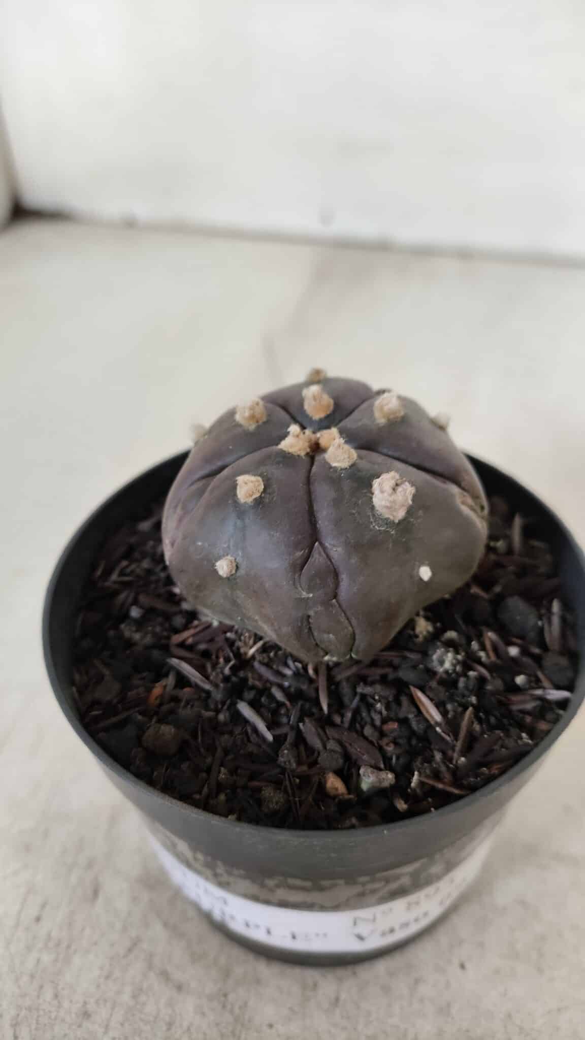 ASTROPHYTUM ASTERIAS  “Purple” 5 Quinas  Nº 893 – vaso 09