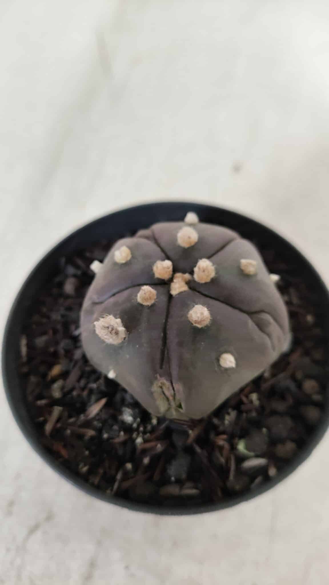 ASTROPHYTUM ASTERIAS  “Purple” 5 Quinas  Nº 893 – vaso 09