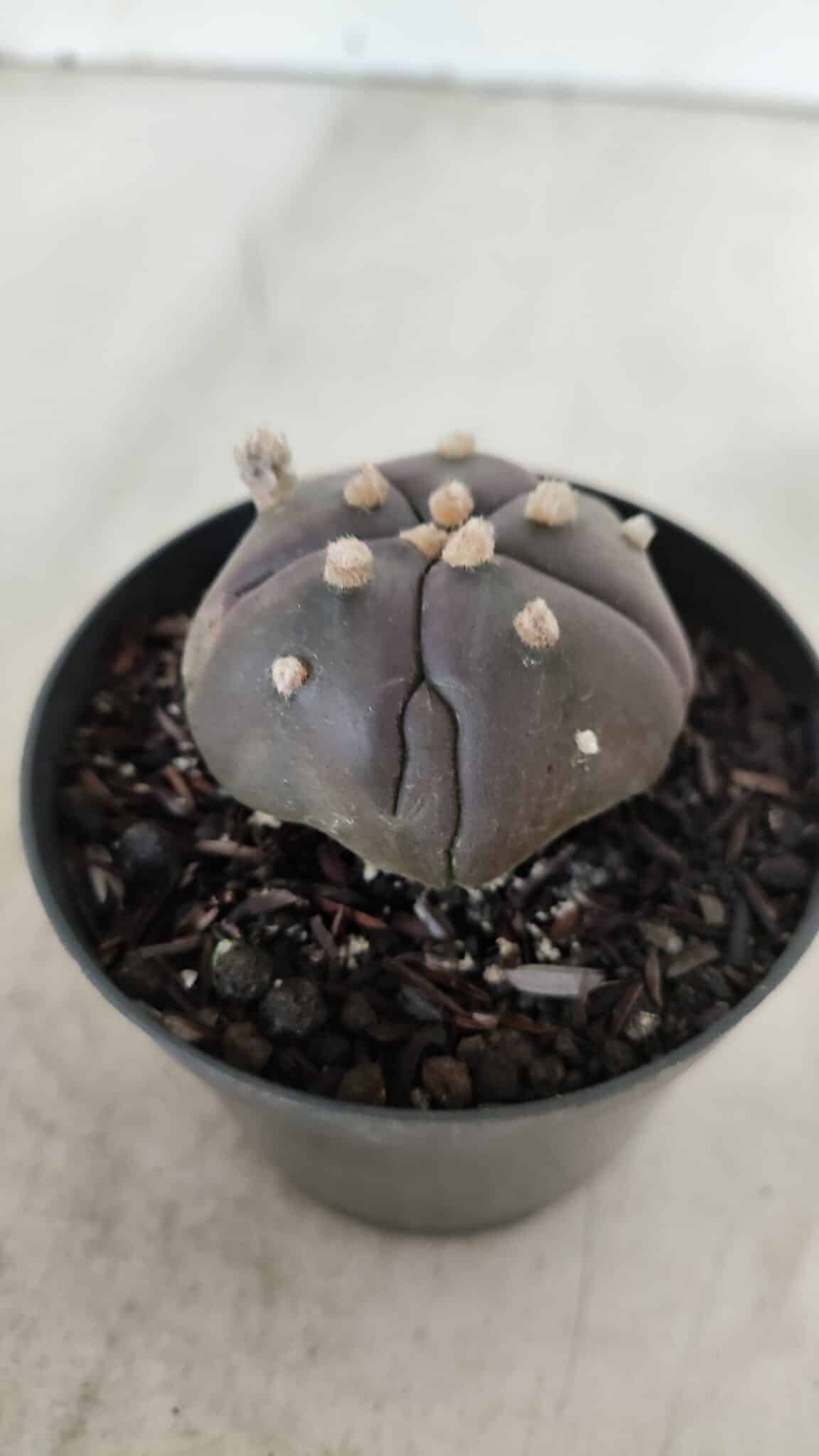 ASTROPHYTUM ASTERIAS  “Purple” 5 Quinas  Nº 893 – vaso 09