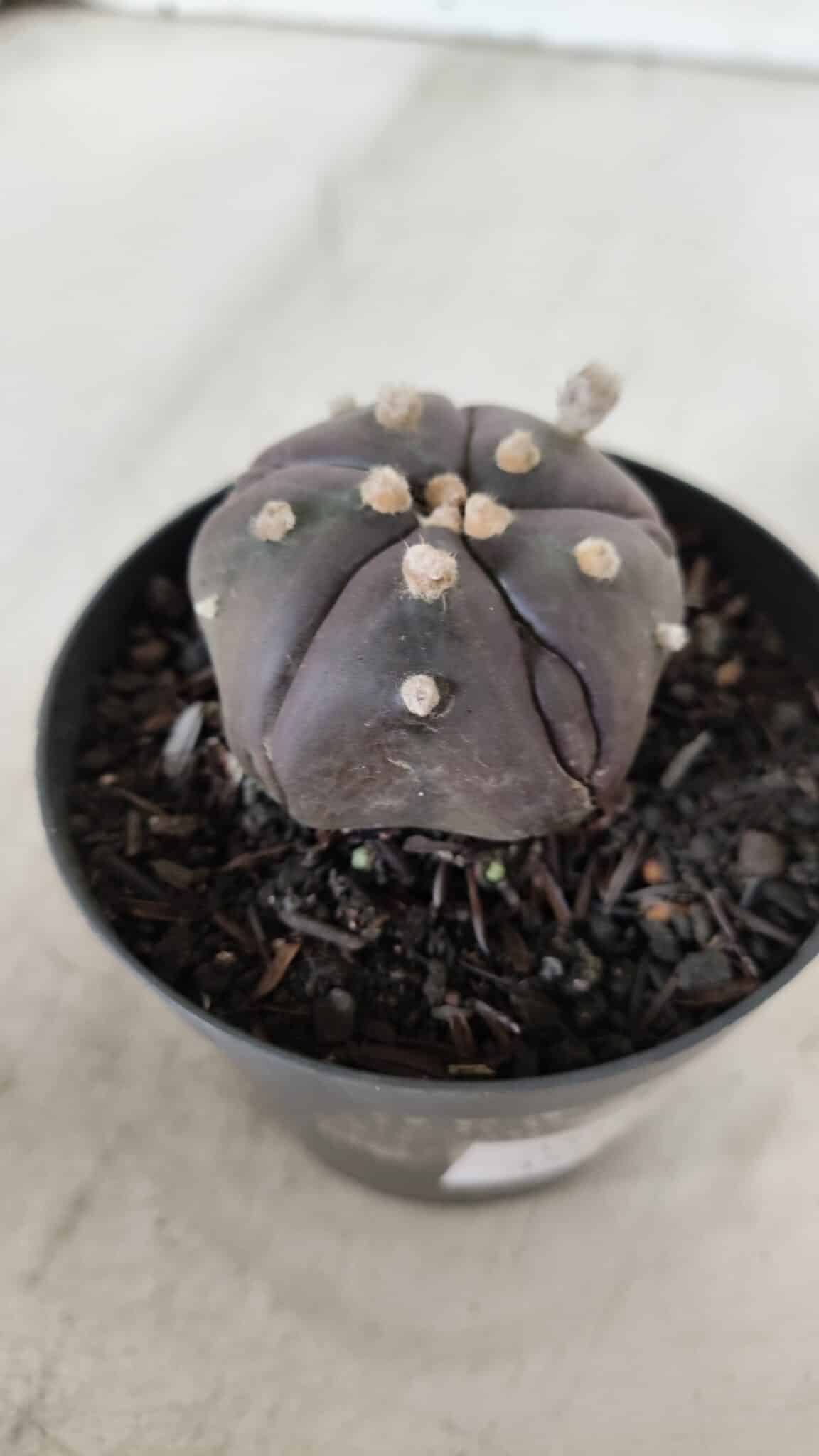 ASTROPHYTUM ASTERIAS  “Purple” 5 Quinas  Nº 893 – vaso 09
