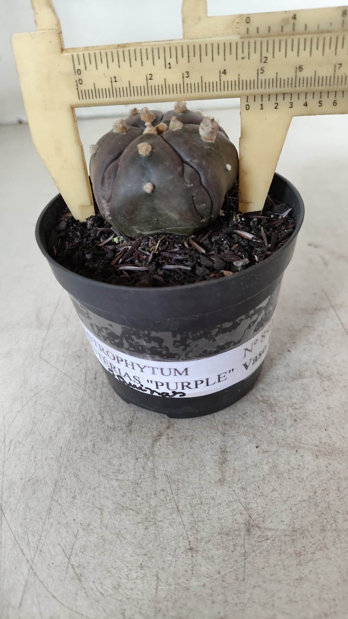 ASTROPHYTUM ASTERIAS  “Purple” 5 Quinas  Nº 893 – vaso 09
