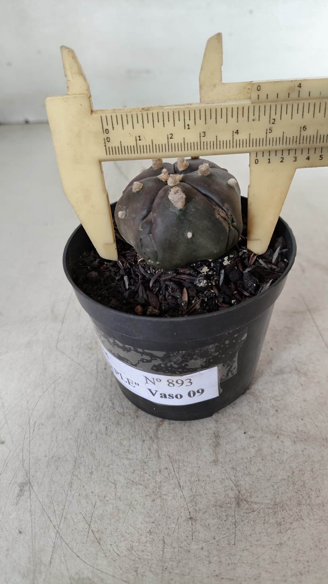 ASTROPHYTUM ASTERIAS  “Purple” 5 Quinas  Nº 893 – vaso 09