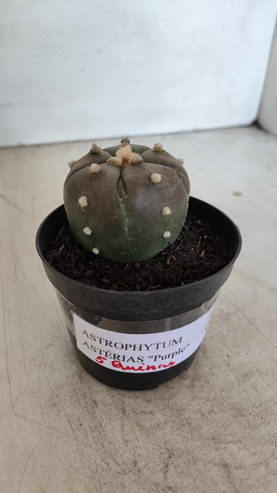 ASTROPHYTUM ASTERIAS “Purple - 5 quinas”  Nº 951 – vaso 09