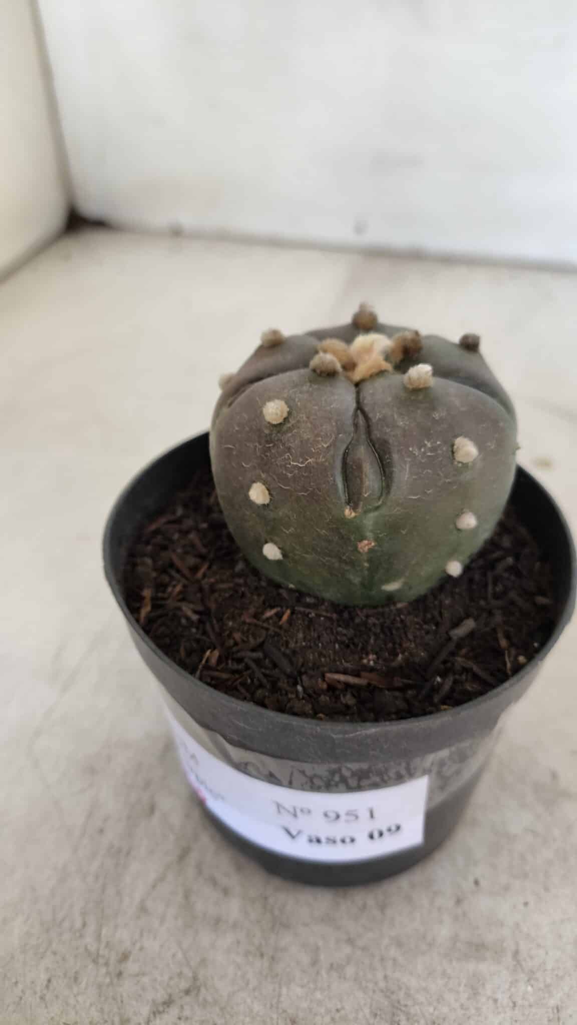 ASTROPHYTUM ASTERIAS “Purple - 5 quinas”  Nº 951 – vaso 09
