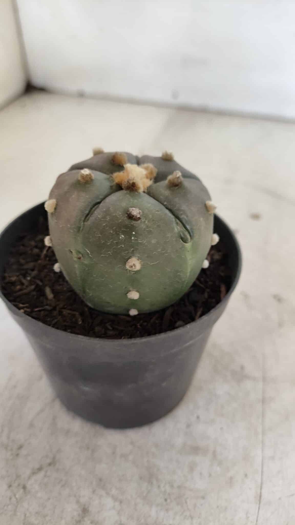ASTROPHYTUM ASTERIAS “Purple - 5 quinas”  Nº 951 – vaso 09