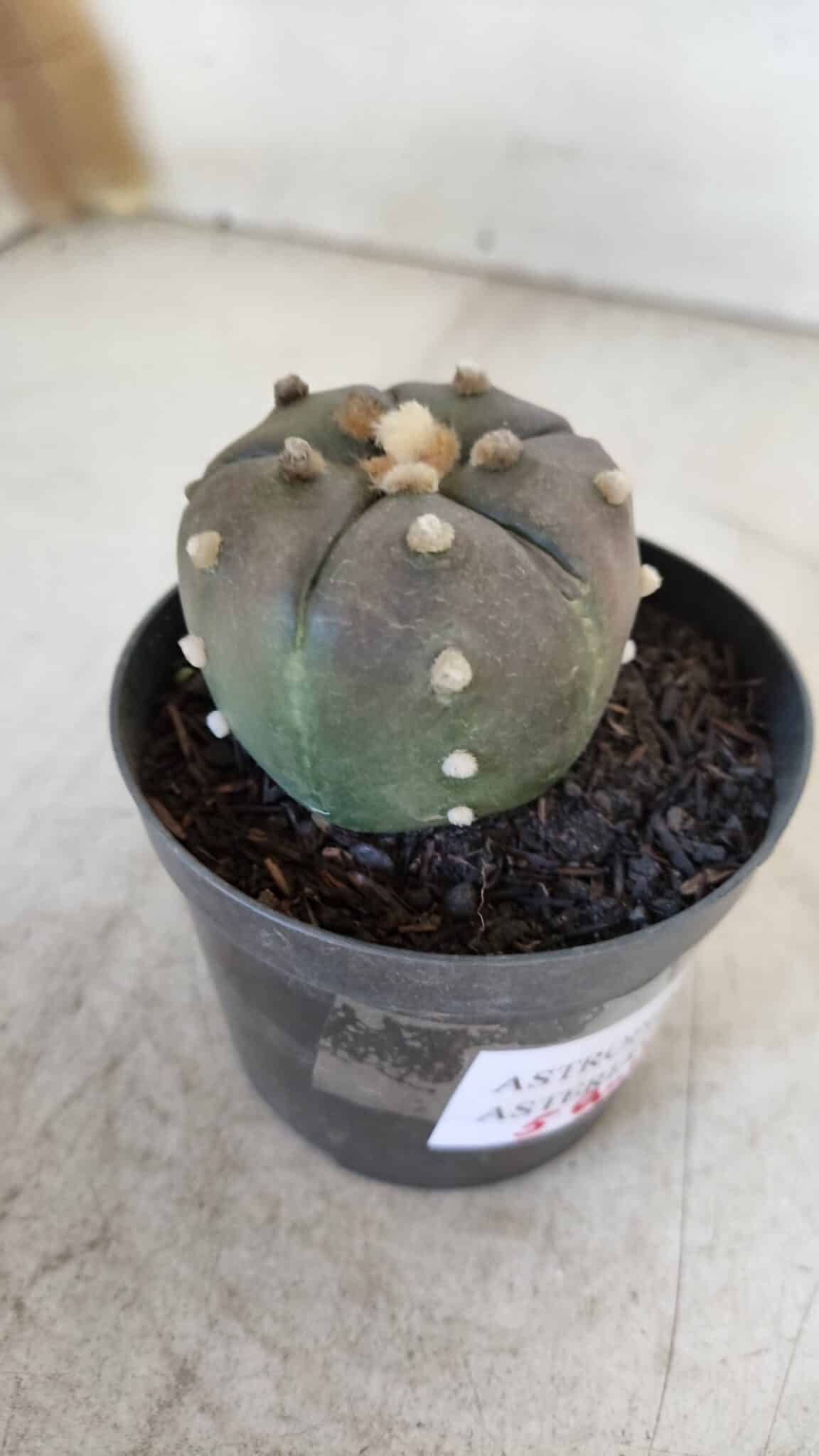 ASTROPHYTUM ASTERIAS “Purple - 5 quinas”  Nº 951 – vaso 09