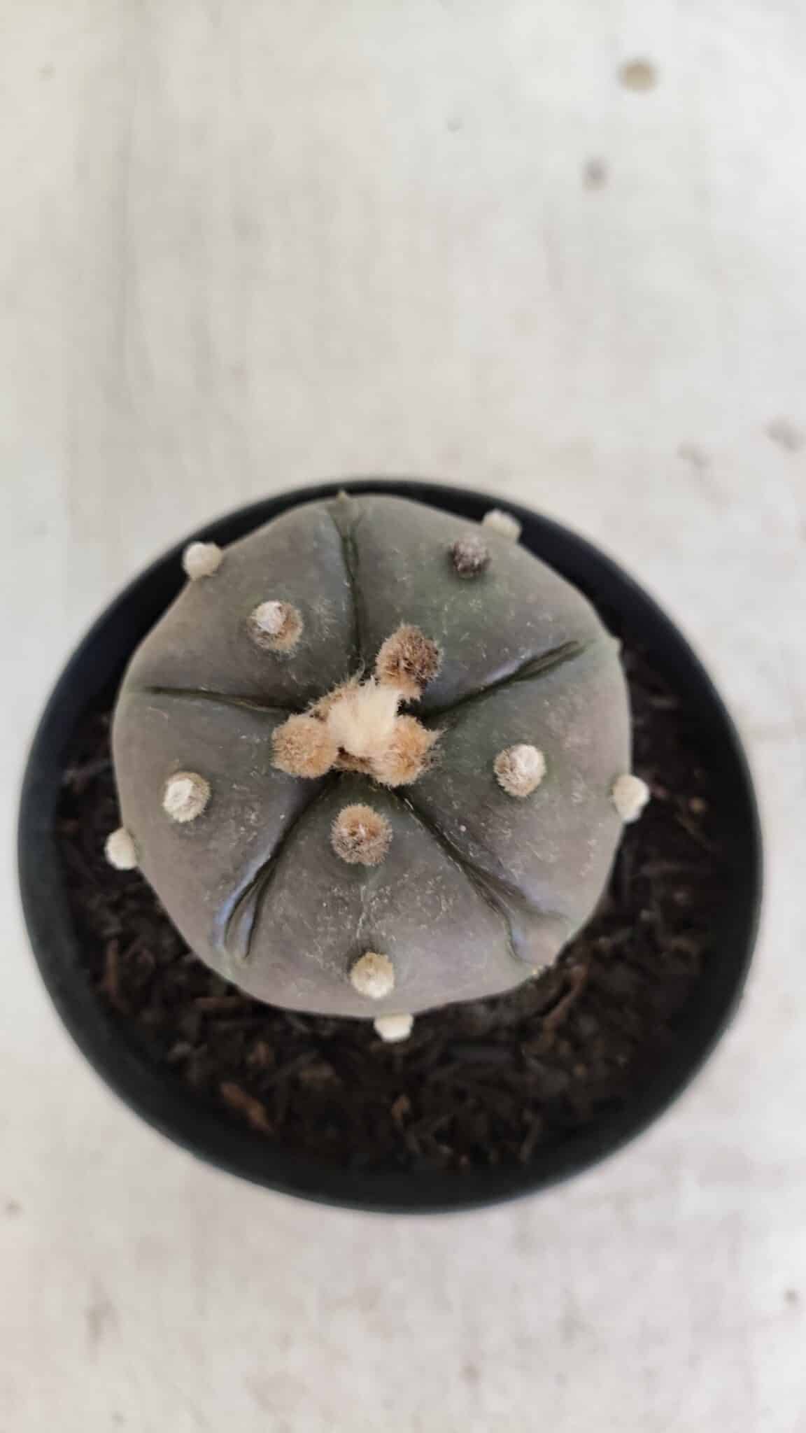 ASTROPHYTUM ASTERIAS “Purple - 5 quinas”  Nº 951 – vaso 09